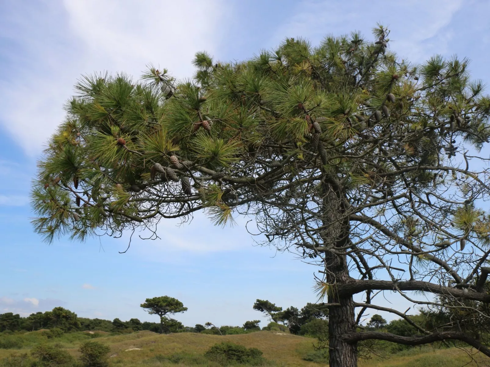 L'Escale dunes, Strände 20 Meter entfernt, Meerblick-Dehors