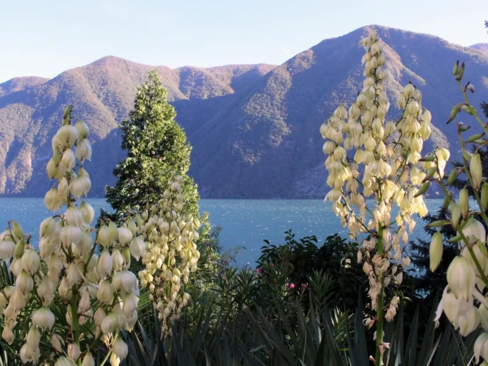 Garten-Wohnung-Draußen