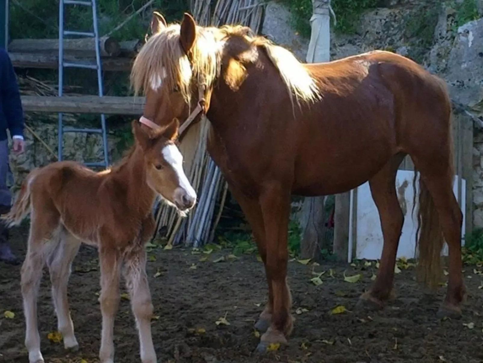 Steinhaus mit Panoramadachterrasse-Drinnen
