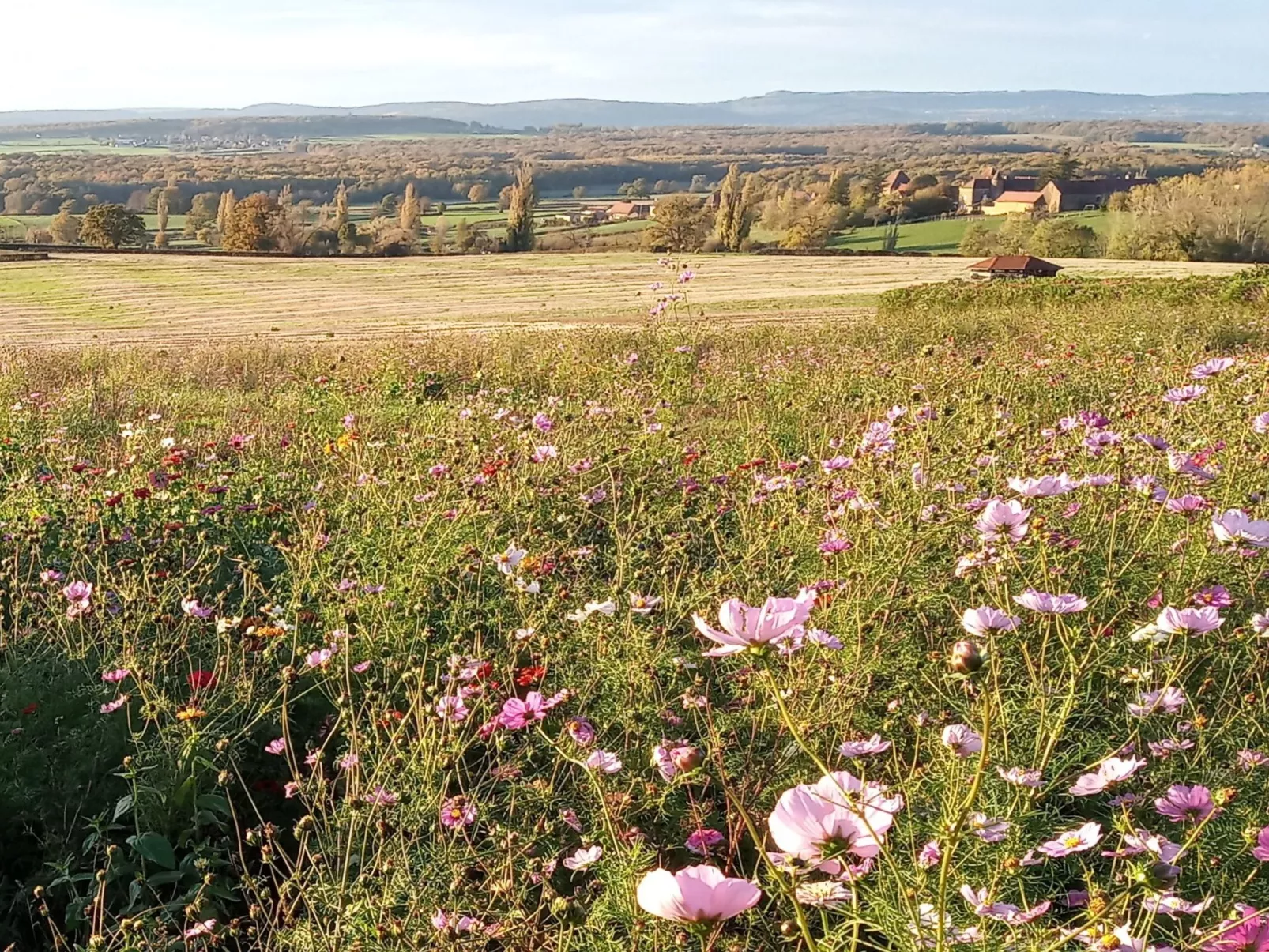 An der Weinstraße von Burgund-Draußen