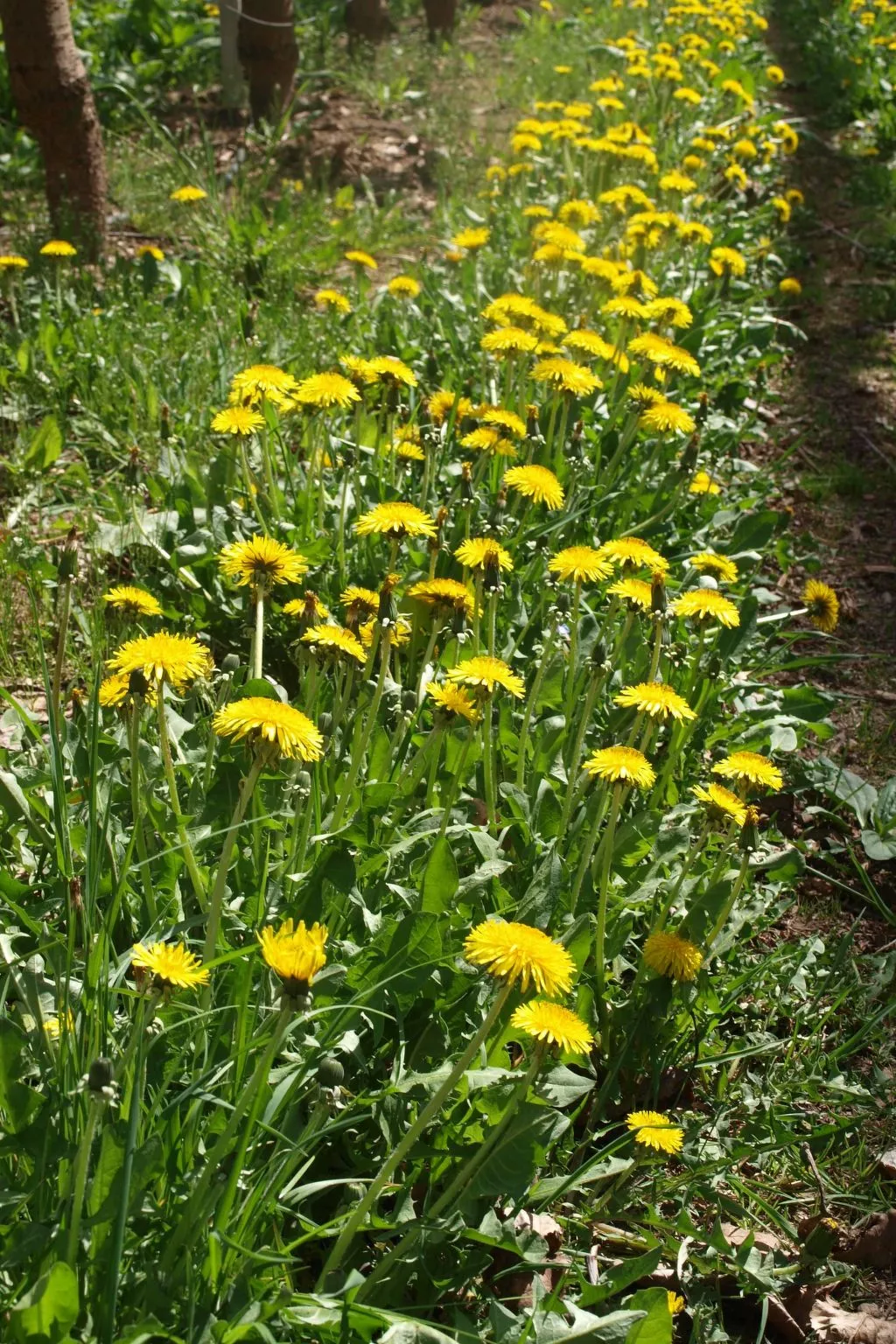 Apartment Merlot in Kurtatsch mit Panoramablick-Image-tags.info