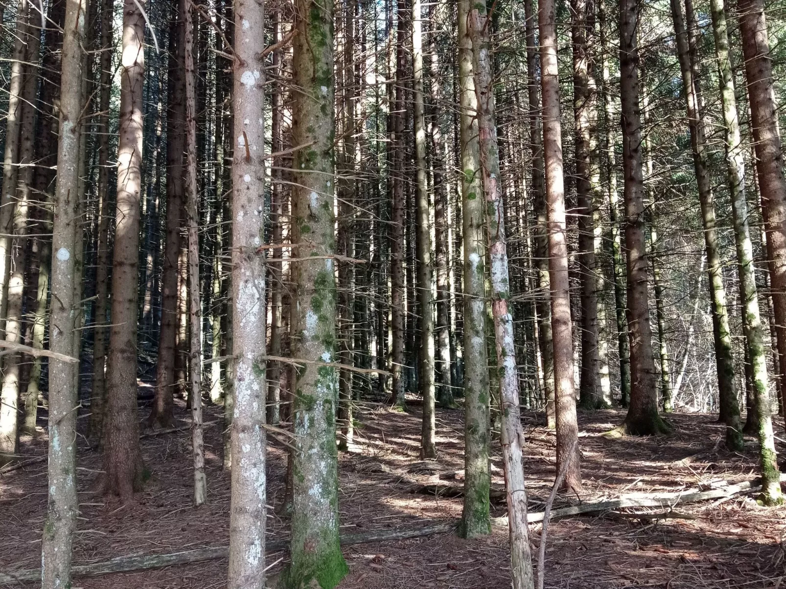 Annas Haus im Dolomiten-Nationalpark-Draußen