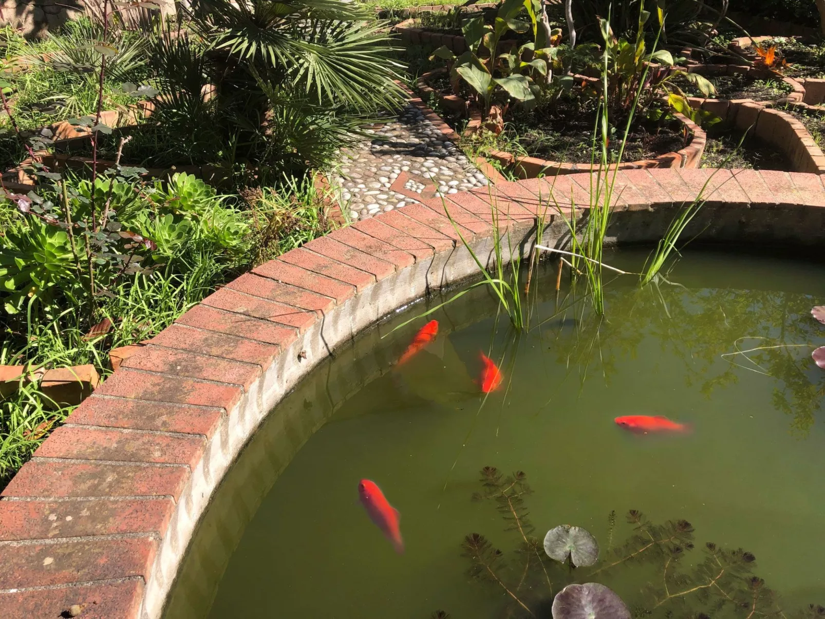 Die Orange und der Goldfisch-Dehors