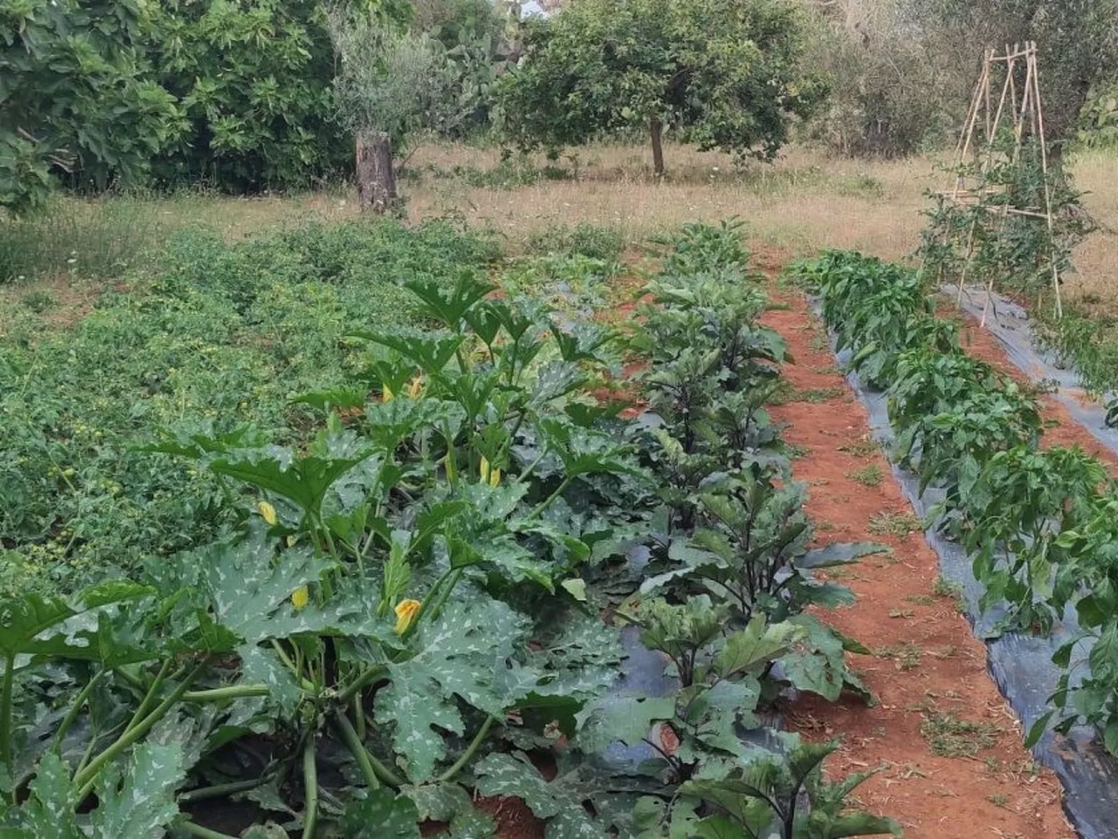 Villa Barone Landhaus mit Pool-Outside