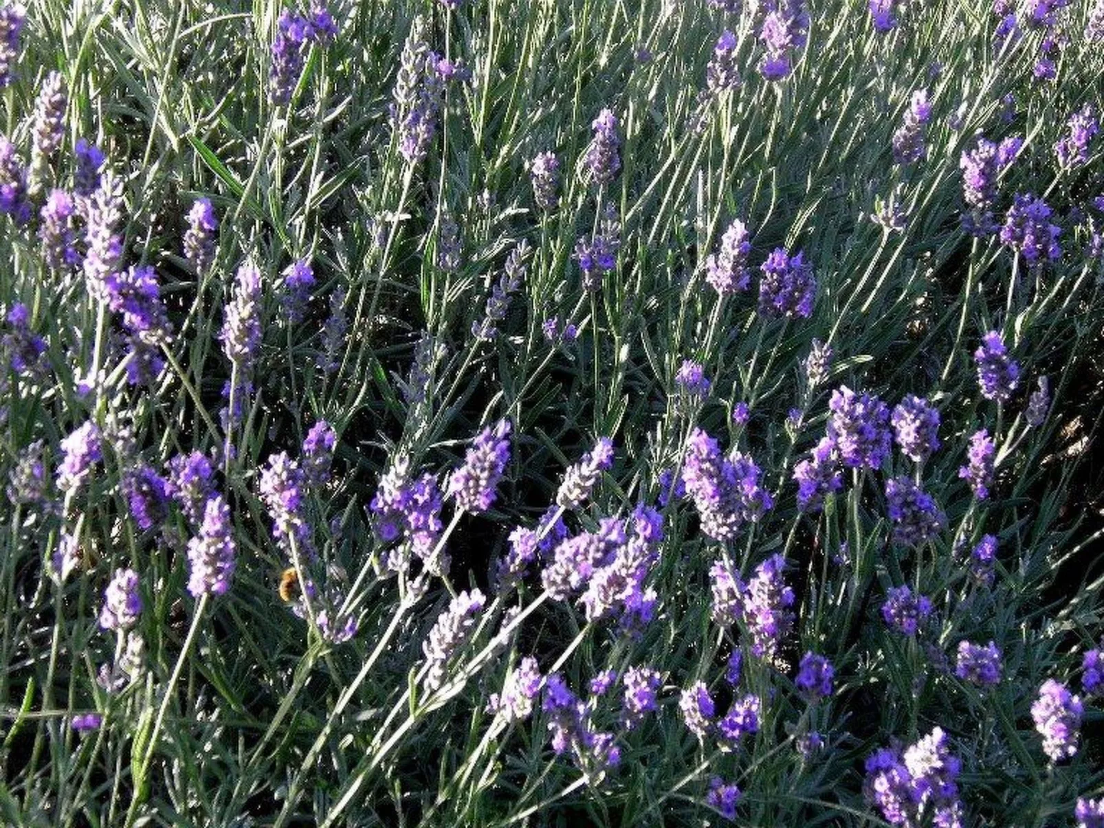 Suite mit Gartenblick-Dehors