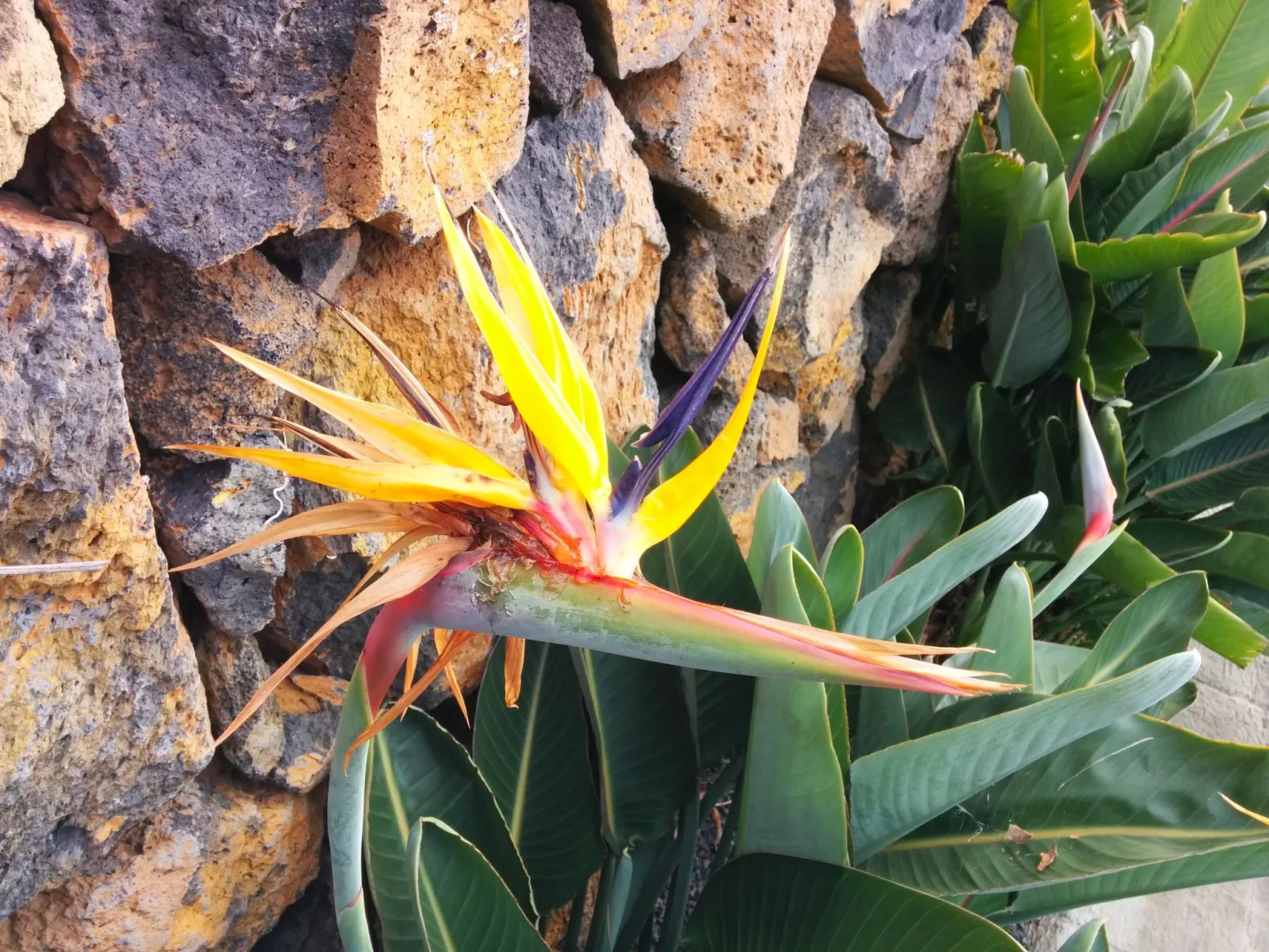 Casa Tanausu - Typisch kanarische Ferienunterkunft-Outside