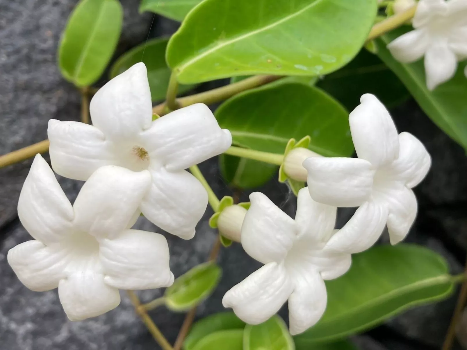 Komfortable geräumige Wohnung mit bester Aussicht 5p max-Outside