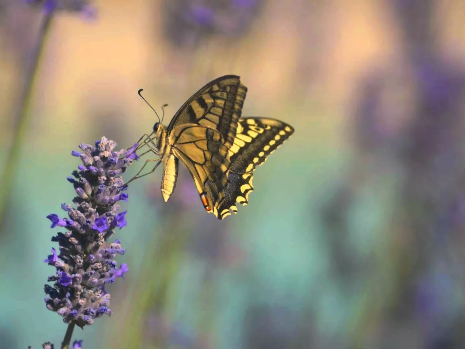 'La Torre' mit Terrasse-Image-tags.info