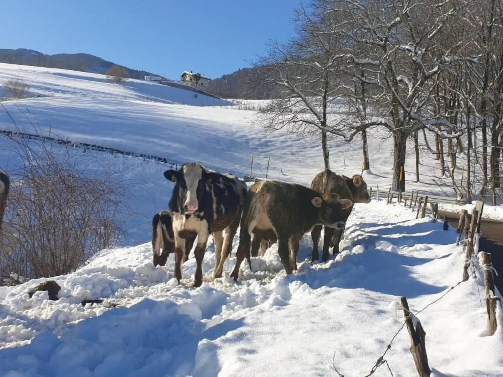 Berghütte mit Wasserblick-Draußen
