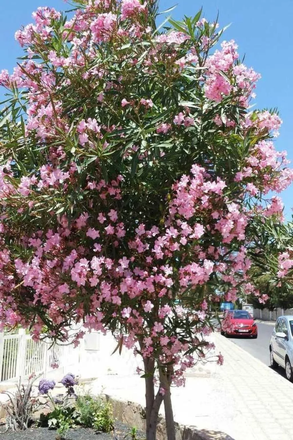 Wohnung "Costa Calma" mit gemeinschaftlichem Pool-Outside