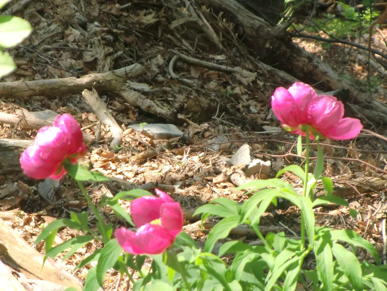 Wohnung im ersten Stock mit schönem Seeblick-Outside