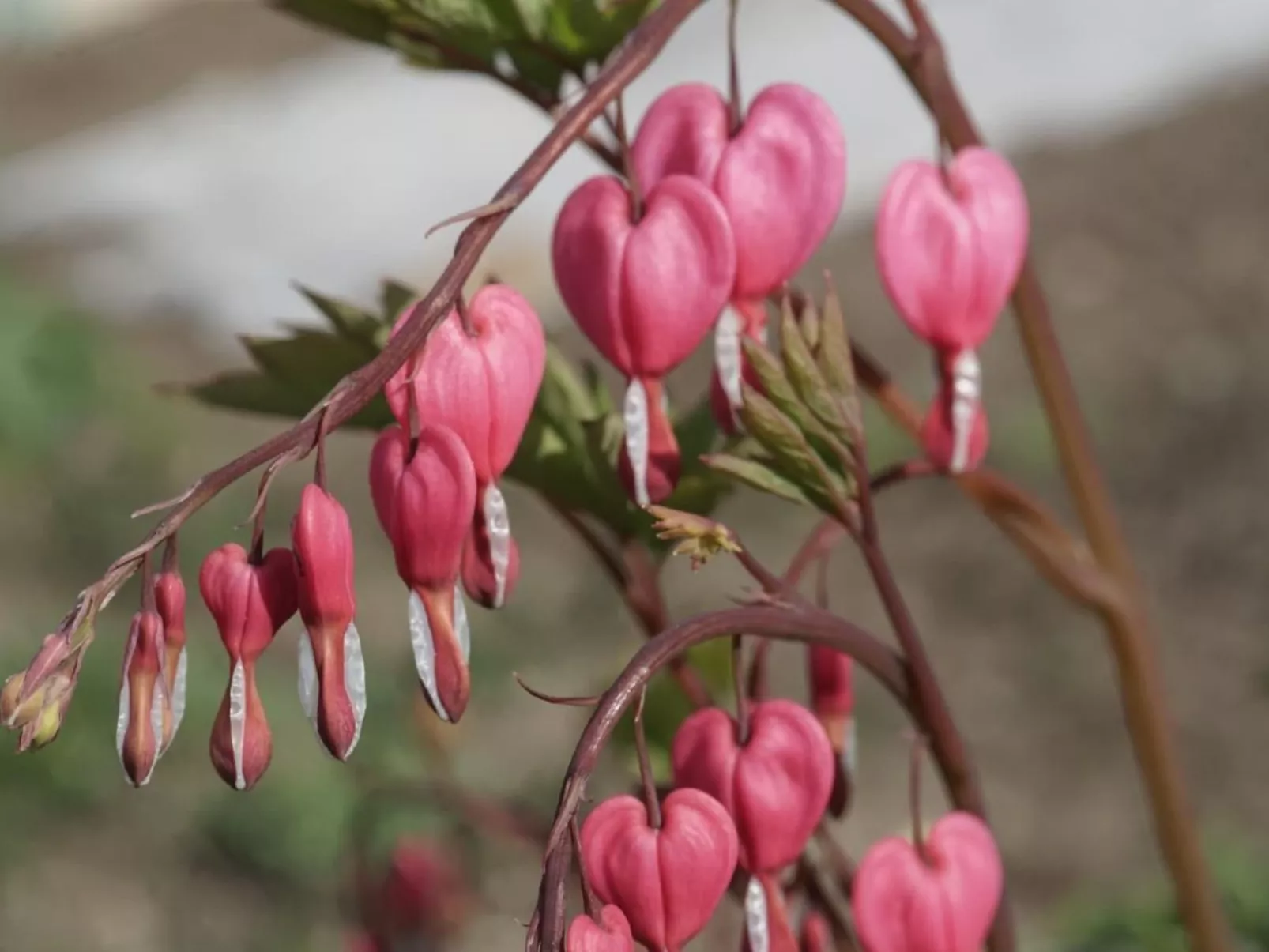 Bühlengasse 6-Image-tags.info