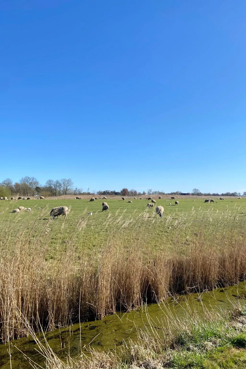 Huus in Hoddersdiek 27-Outside