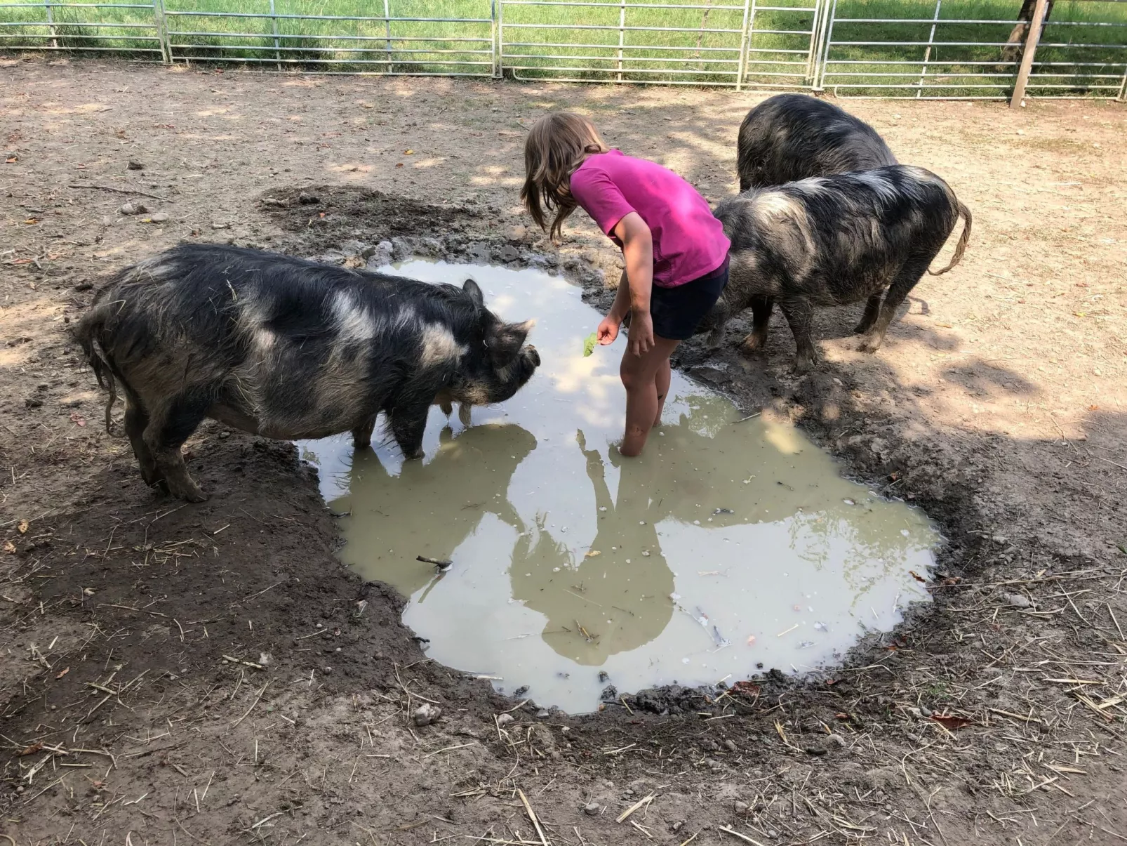 Tieroase Grünegg-Image-tags.info