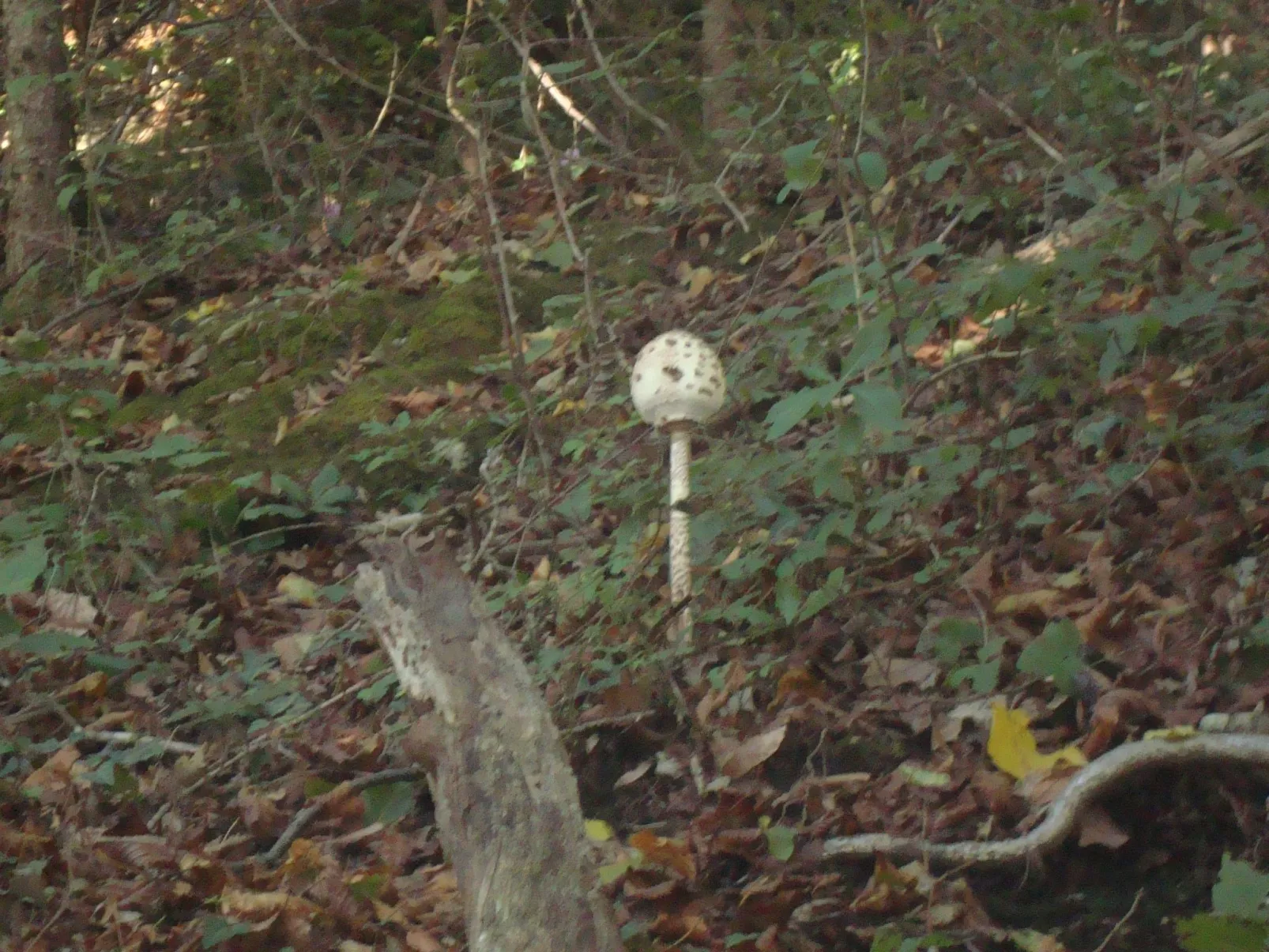 Mit Terrasse, Grill und Garten-Outside