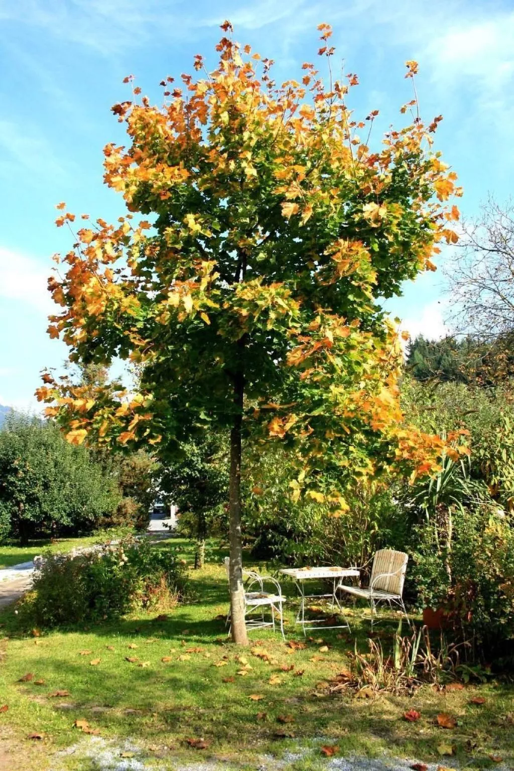 Fewo Altes Schulhaus-Dehors