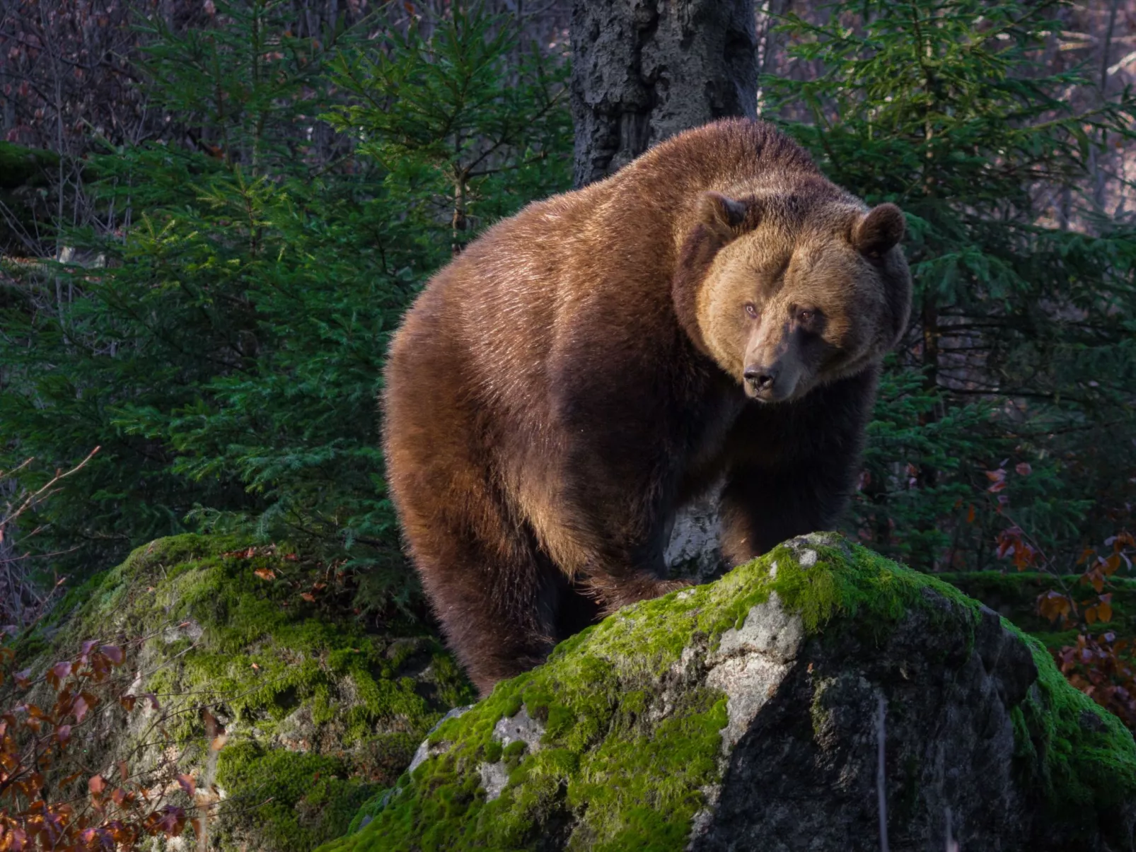 Landhaus Wildfeuer-Outside