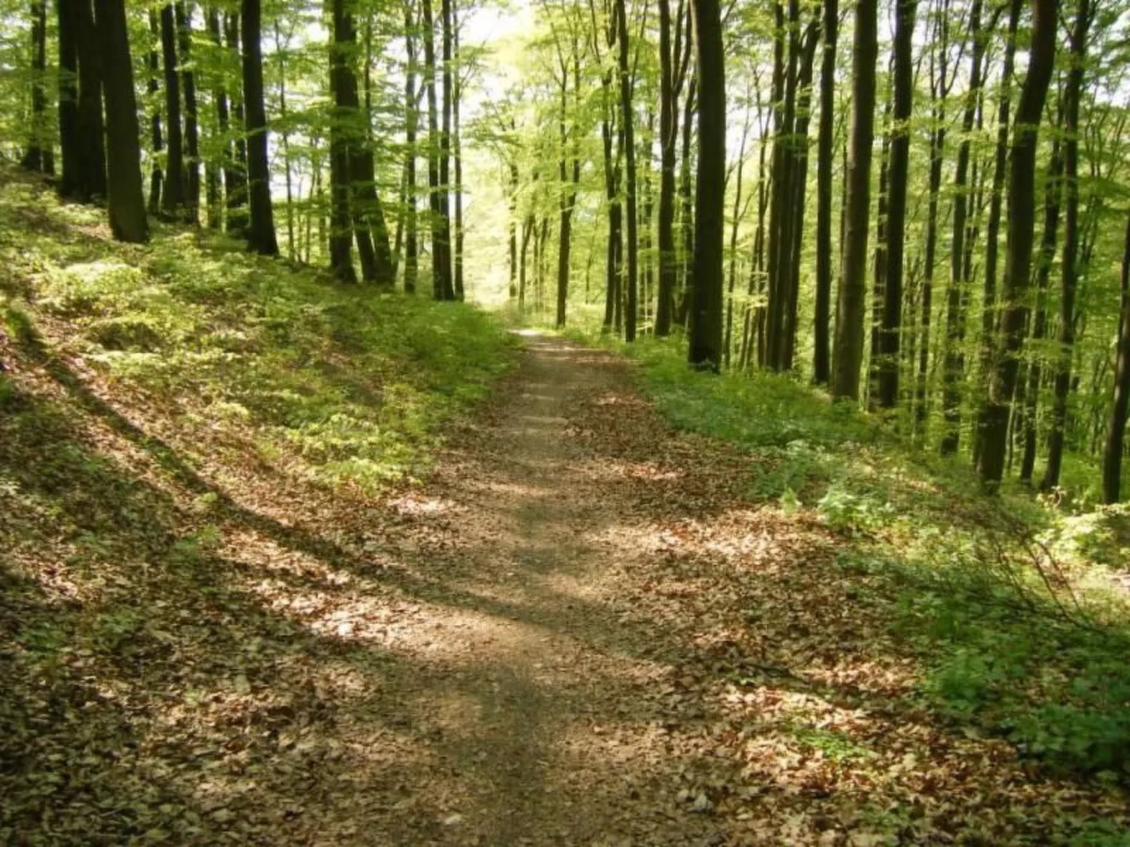 Rübezahl am Diemelse-Dehors