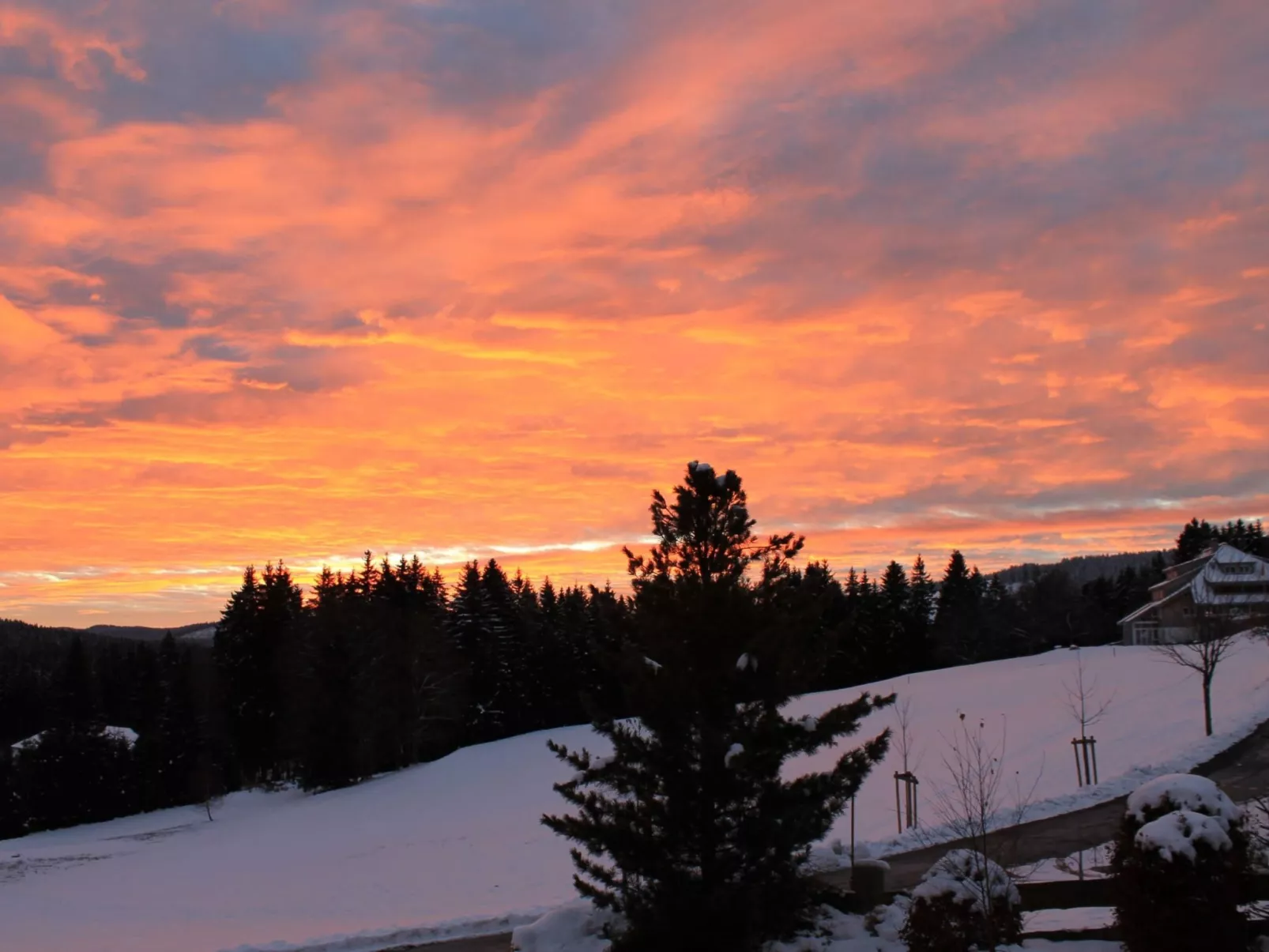 Carola-Image-tags.info