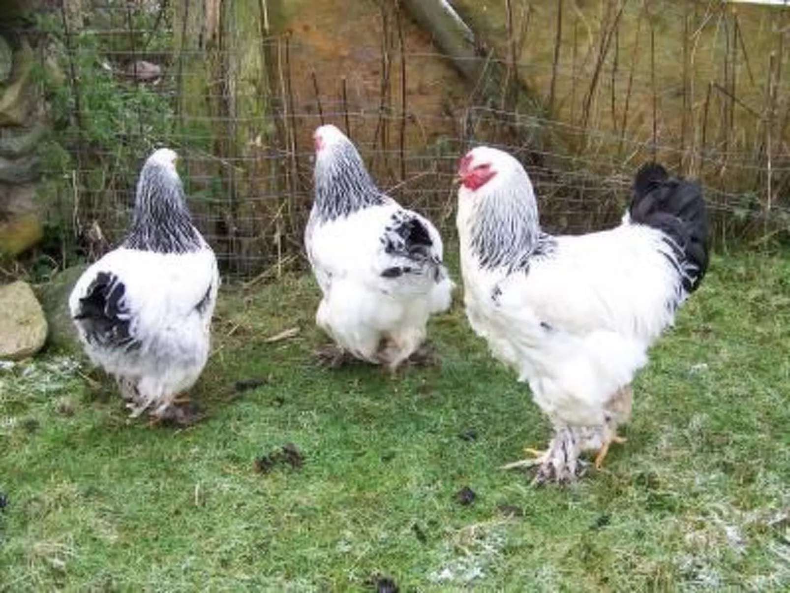 Alleenwiesen-Outside