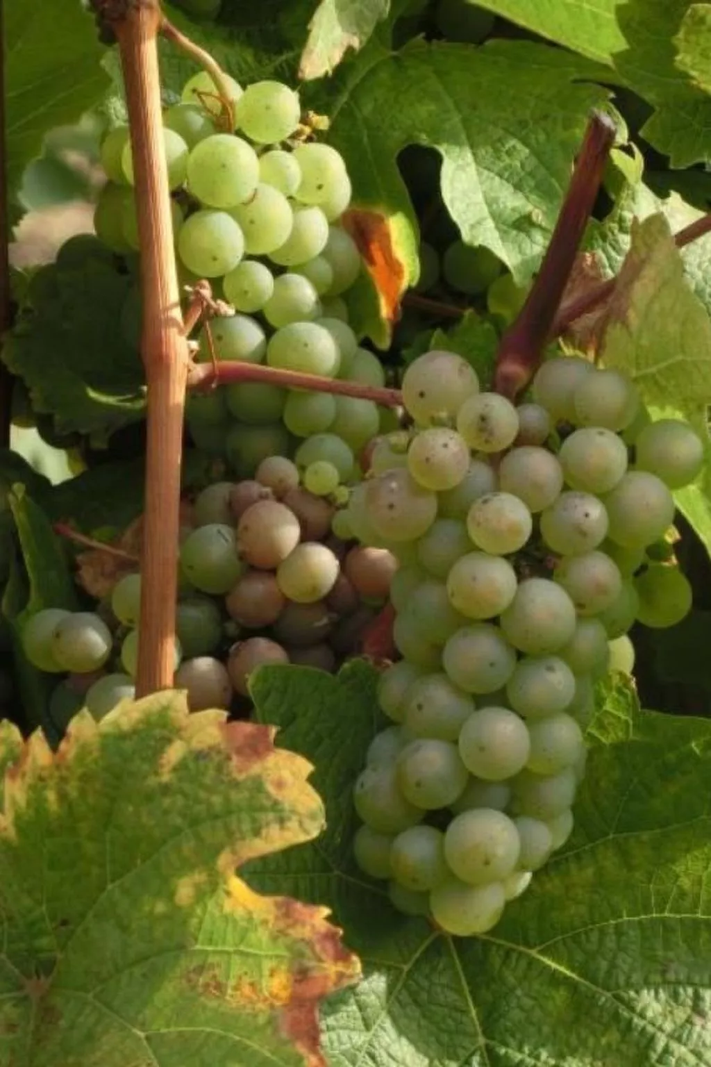 Berkele-Image-tags.info