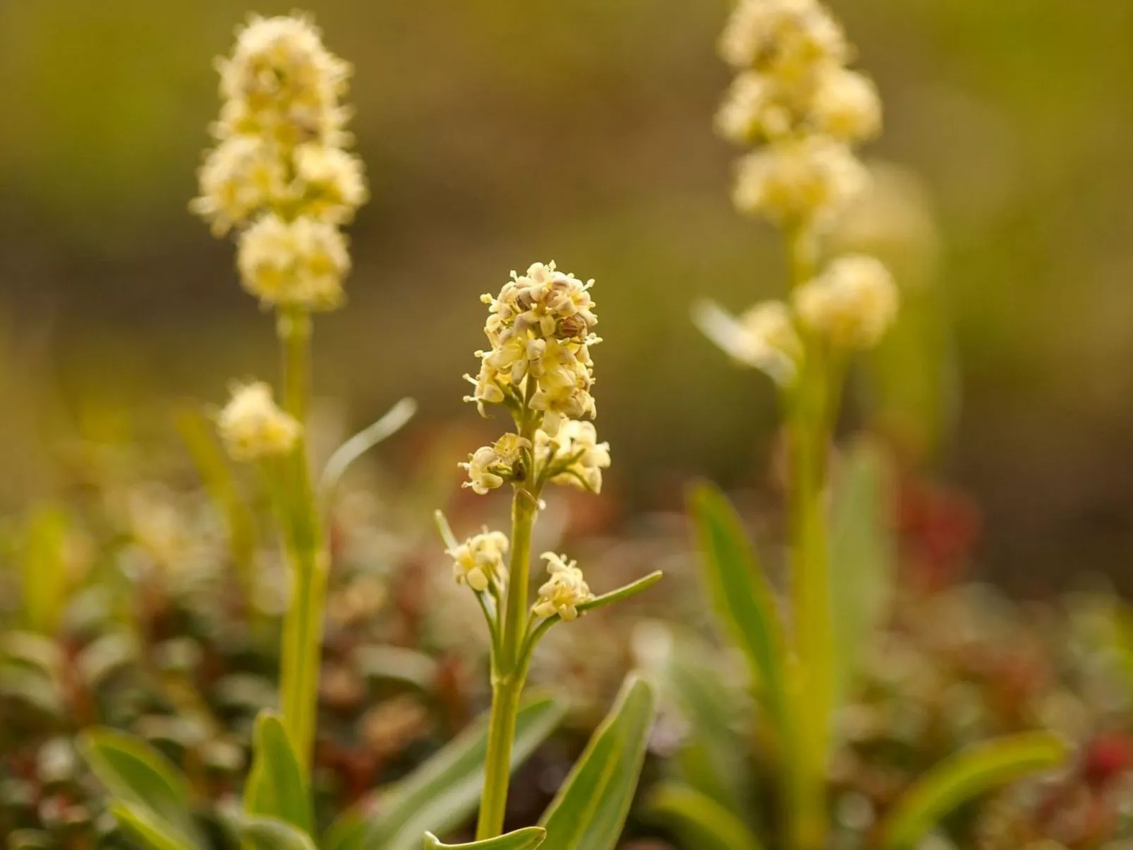 Chalet Franz-Outside