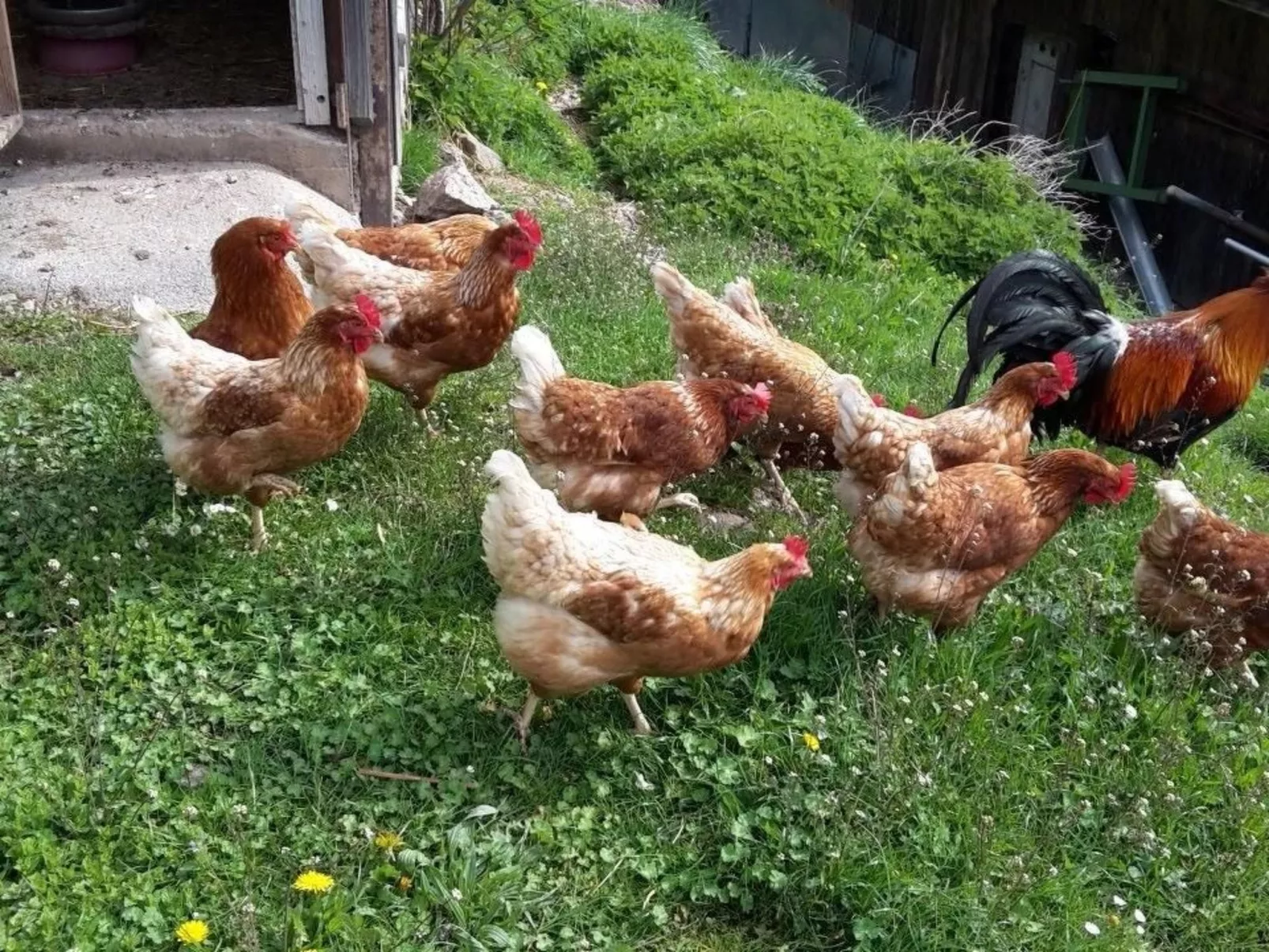 Schwändelifluh-Image-tags.info