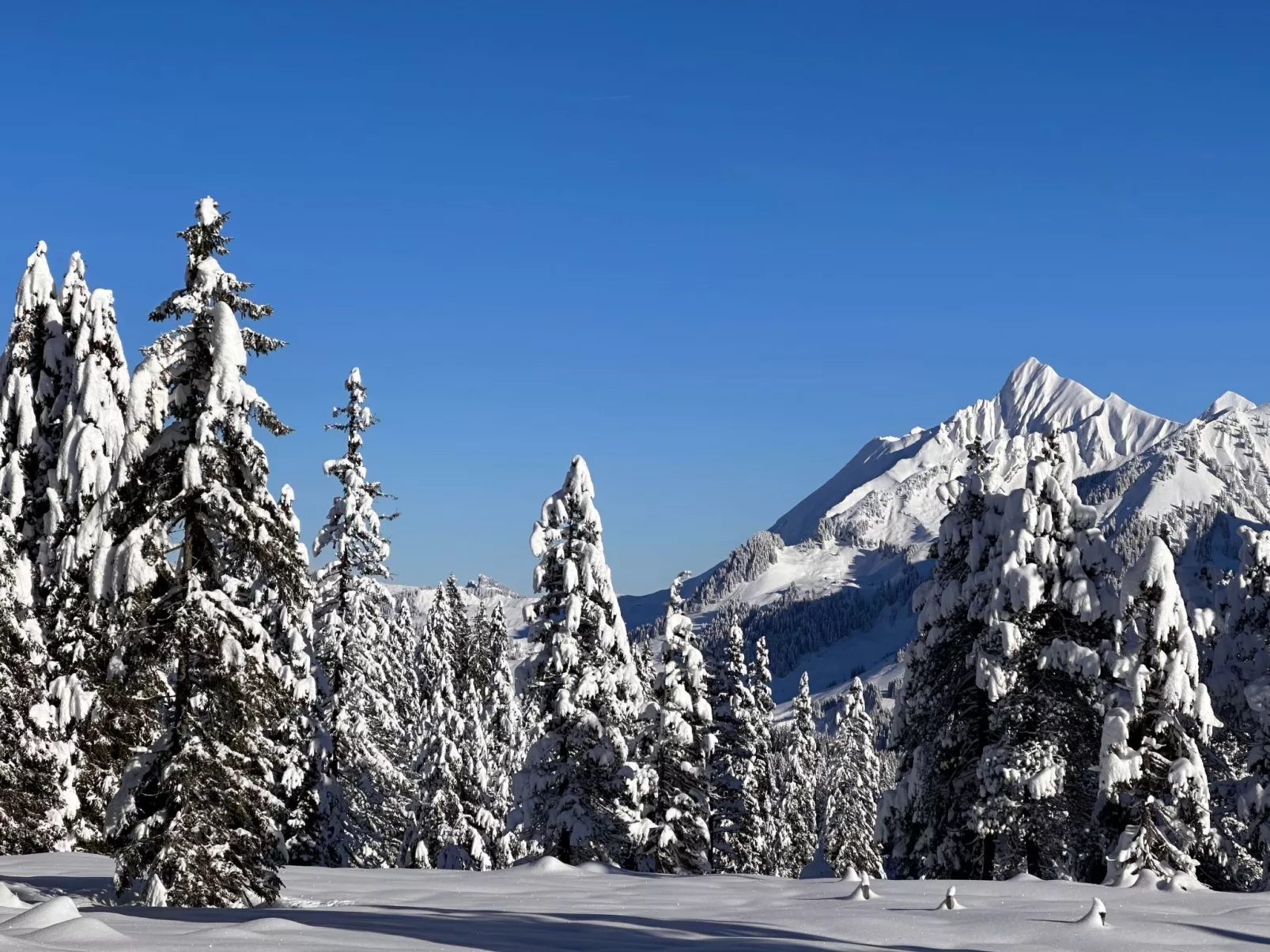 Wohnung Niesenblick-Dehors
