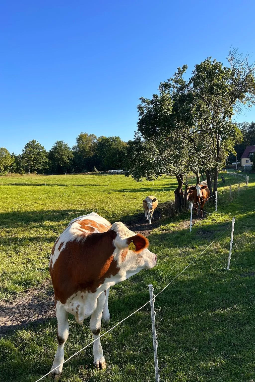 Am Schwielochsee-Outside