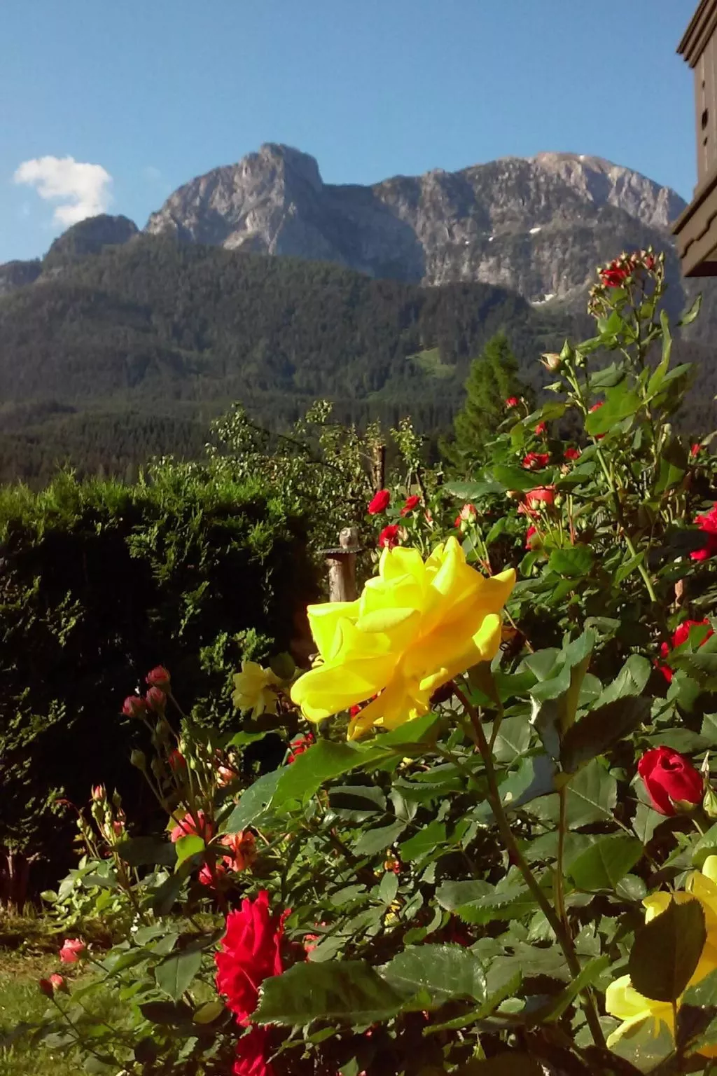 Gsenger Natur in Abtenau-Draußen