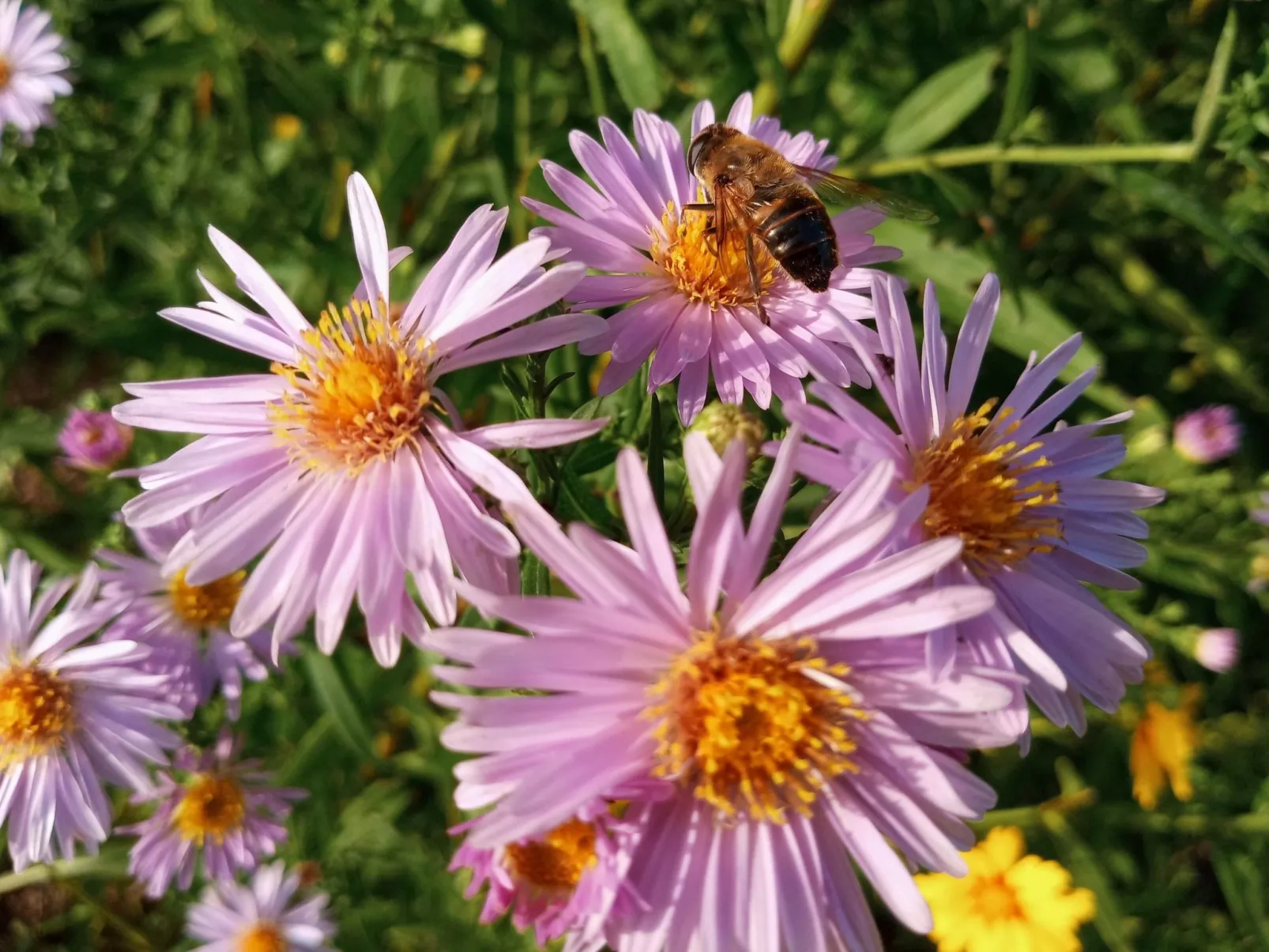 Herbst in Abtenau-Image-tags.info