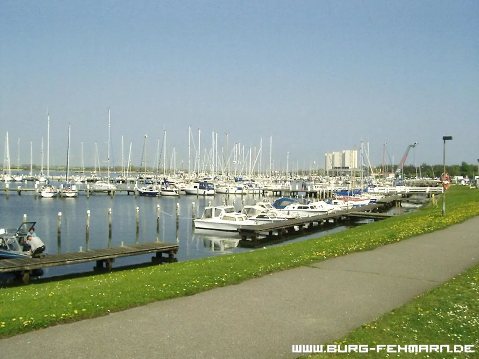 Silbermöwe-Draußen