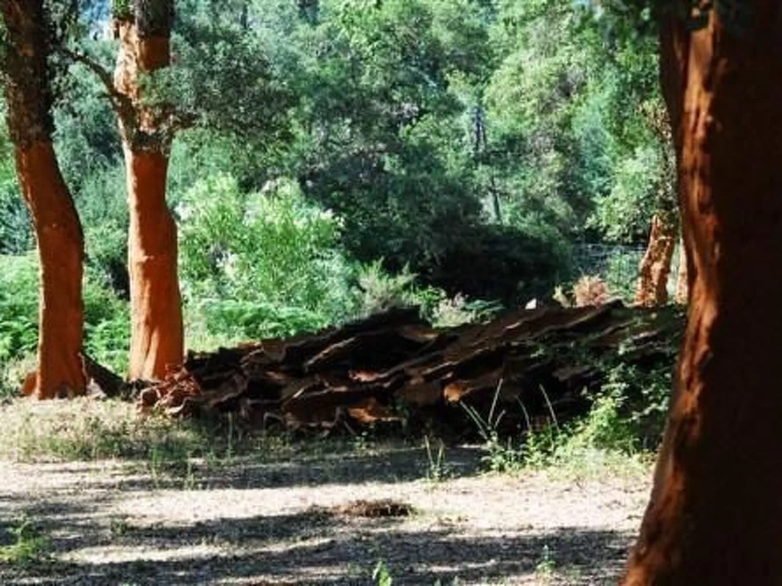 Wunderschönes Ferienhaus mit eigener Terrasse-Image-tags.info