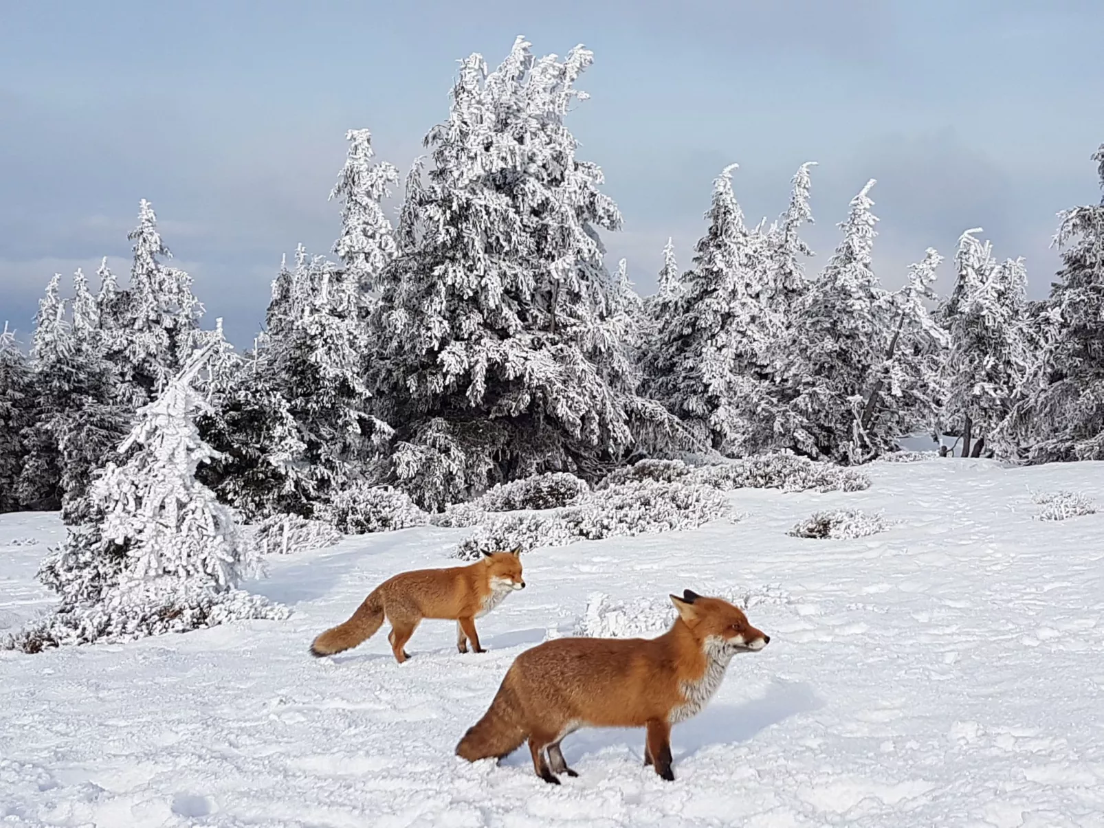 WALDLIEBE ♡-Dehors