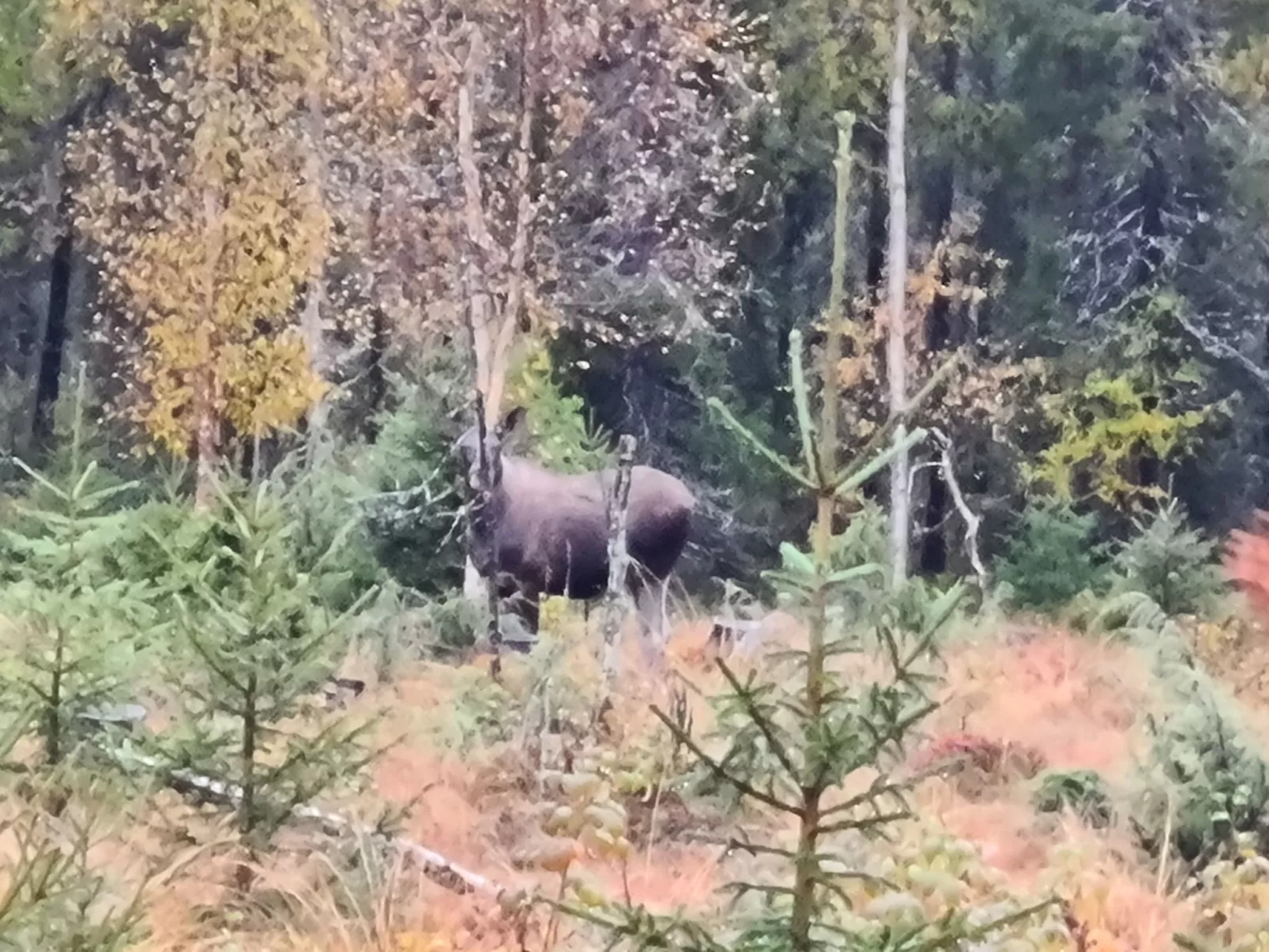 Haus-Lappland-Dehors