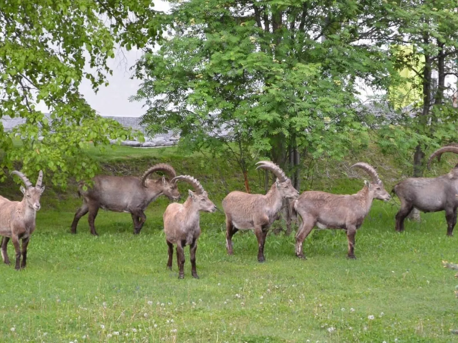 FeWo JUFA Grächen-Draußen