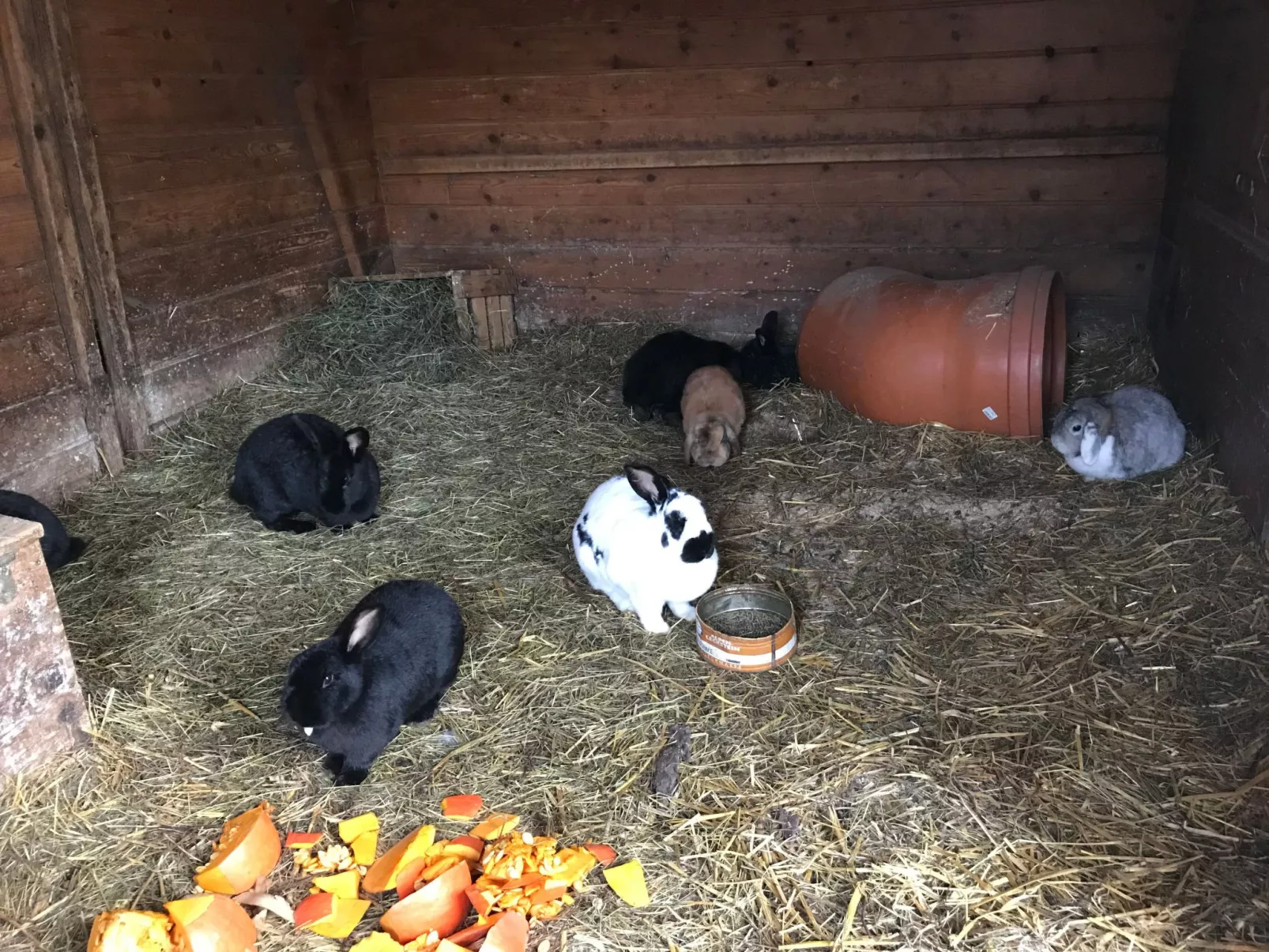Pony-Ziegen-Hasen-Ranch in Bichlbach-Draußen