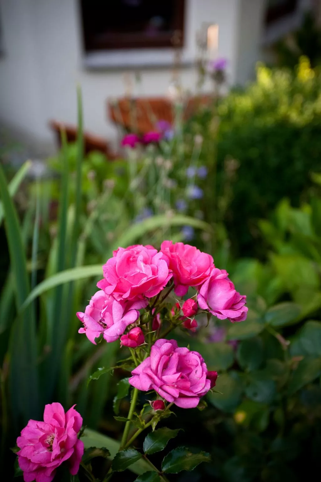 Fewo Ginkgo-Draußen