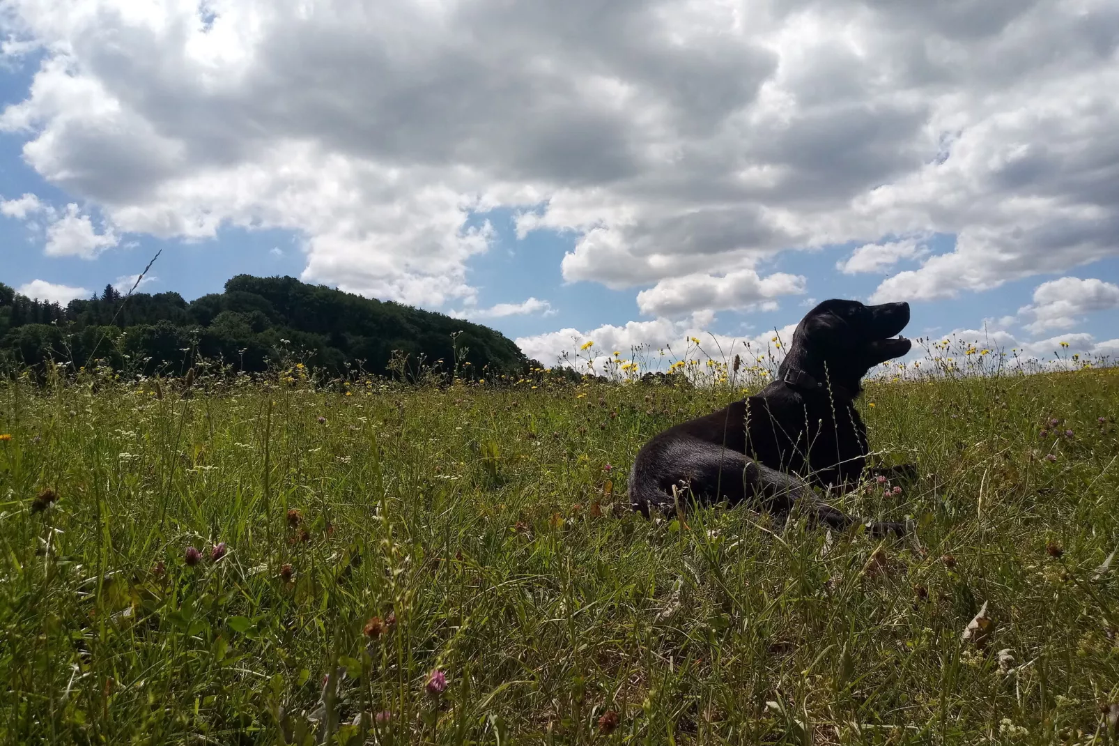Hohe Rhön-Gebiete Sommer 20 km