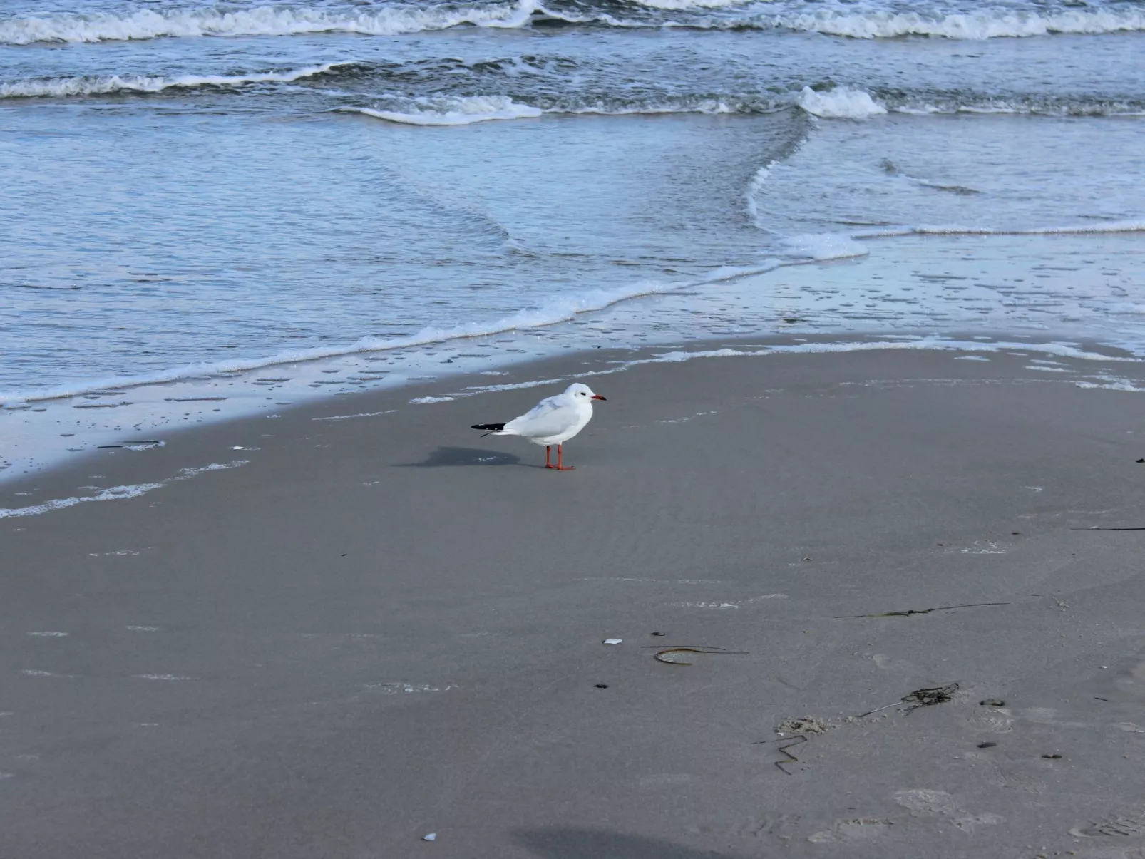 In Dranske an der Ostseeküste Rügens-Draußen