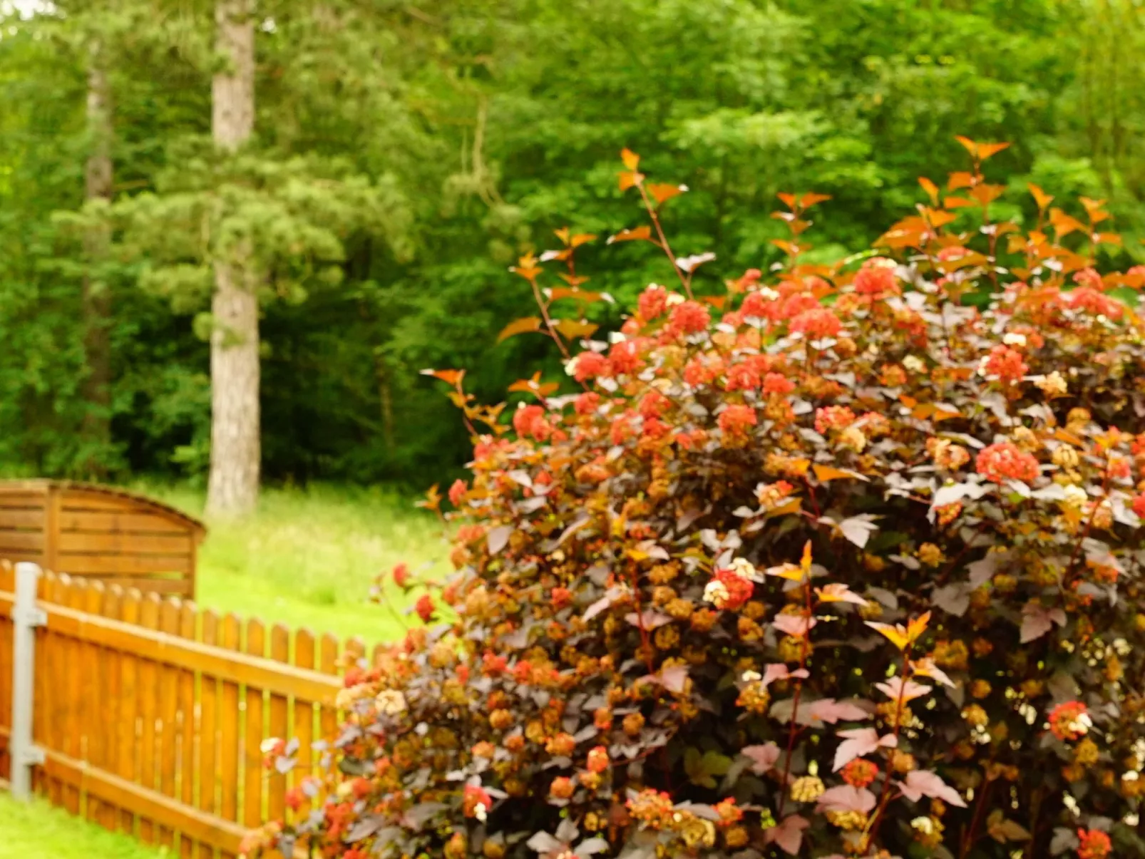 Gemütliches Appartement in Ottenhai mit Grill-Image-tags.info