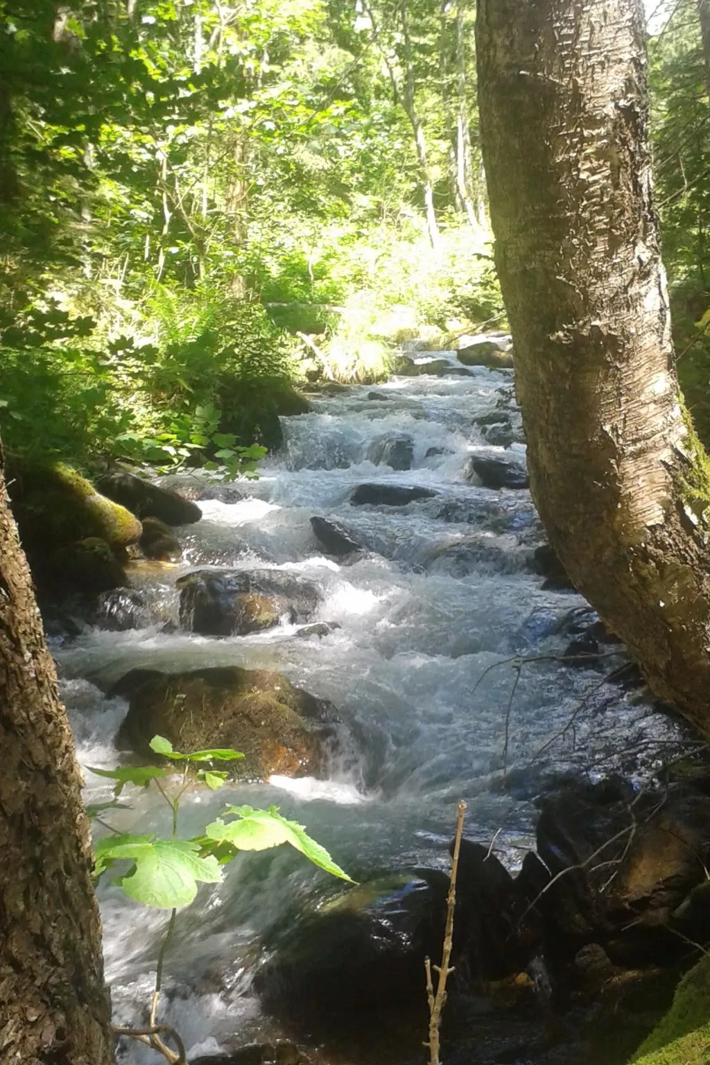 Freistehendes Ferienhaus in idyllischer Lage-Outside