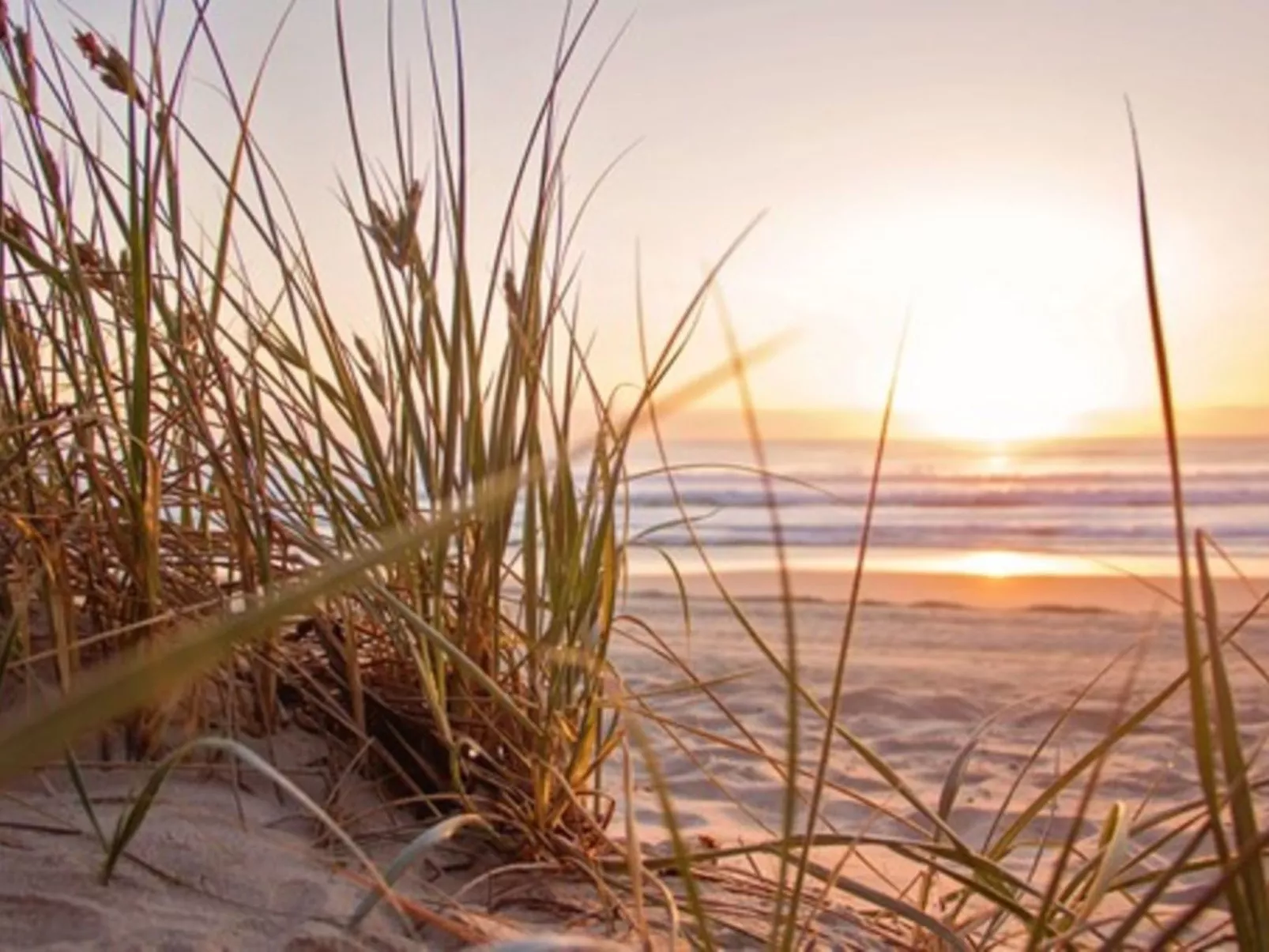 Hollandsche Tulp-Dehors