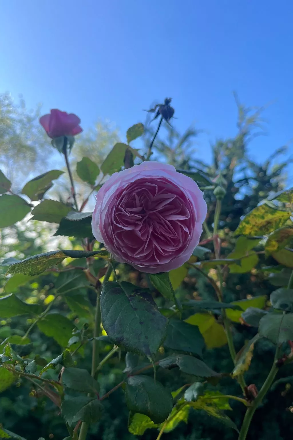 Apfel-Häuschen-Outside