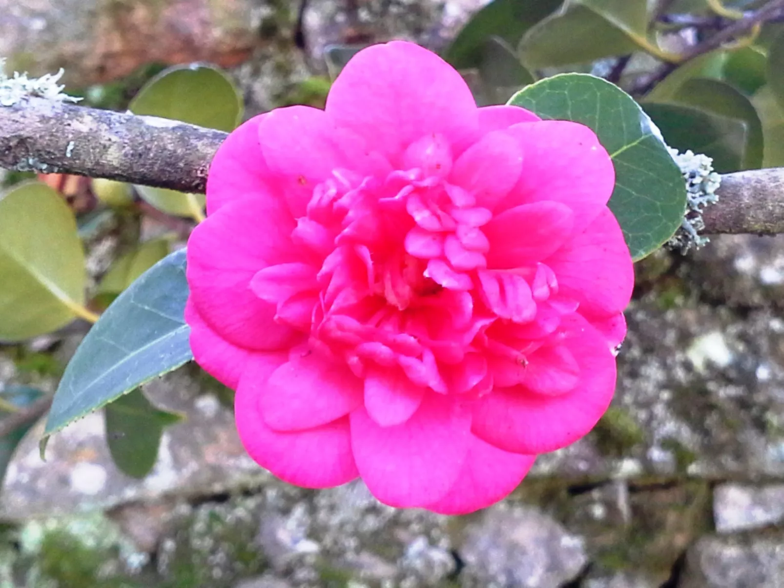 Großes renoviertes Landhaus in Tondela-Image-tags.info