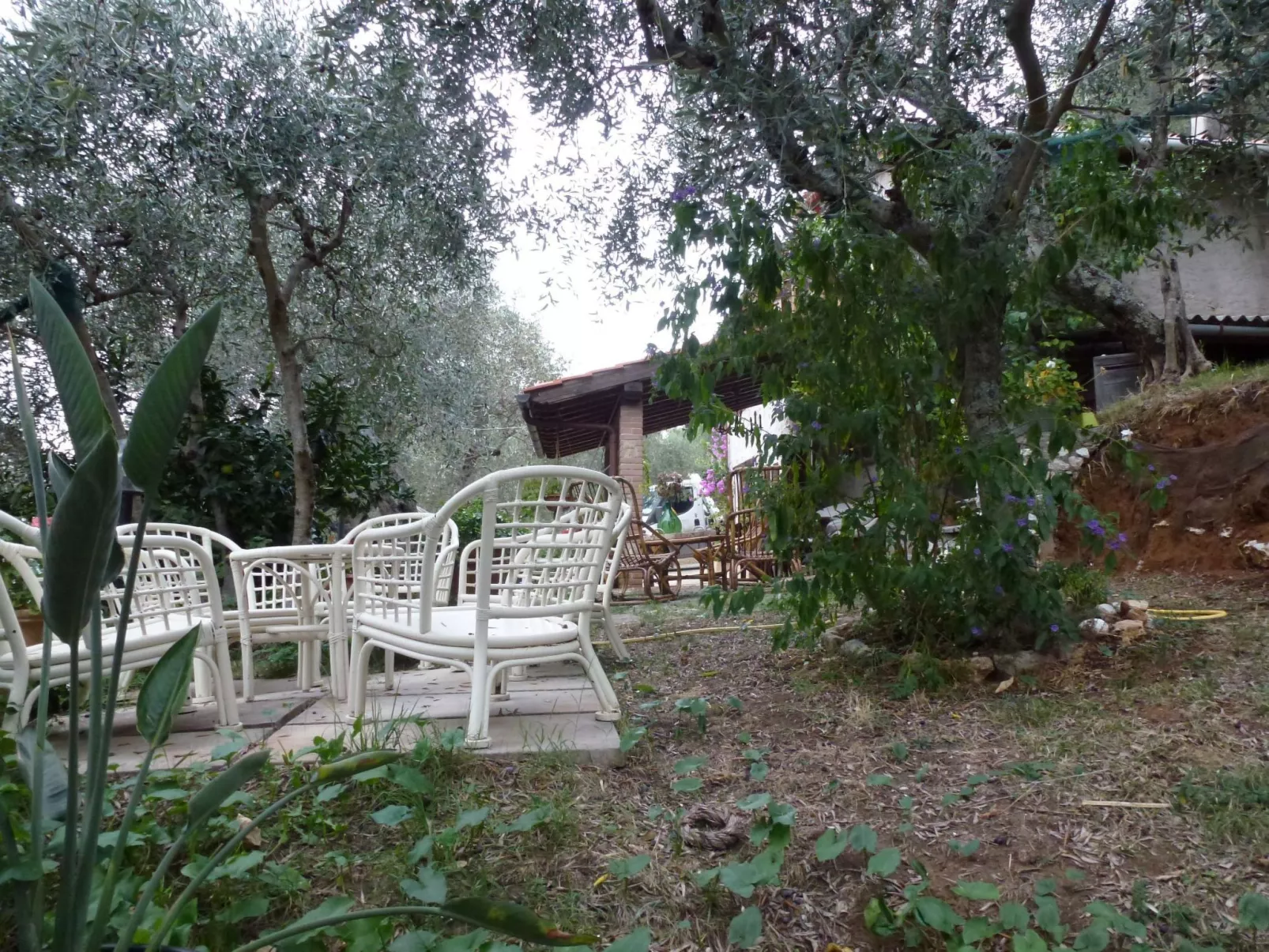 Rustico inmitten eines Olivenhainens-Draußen