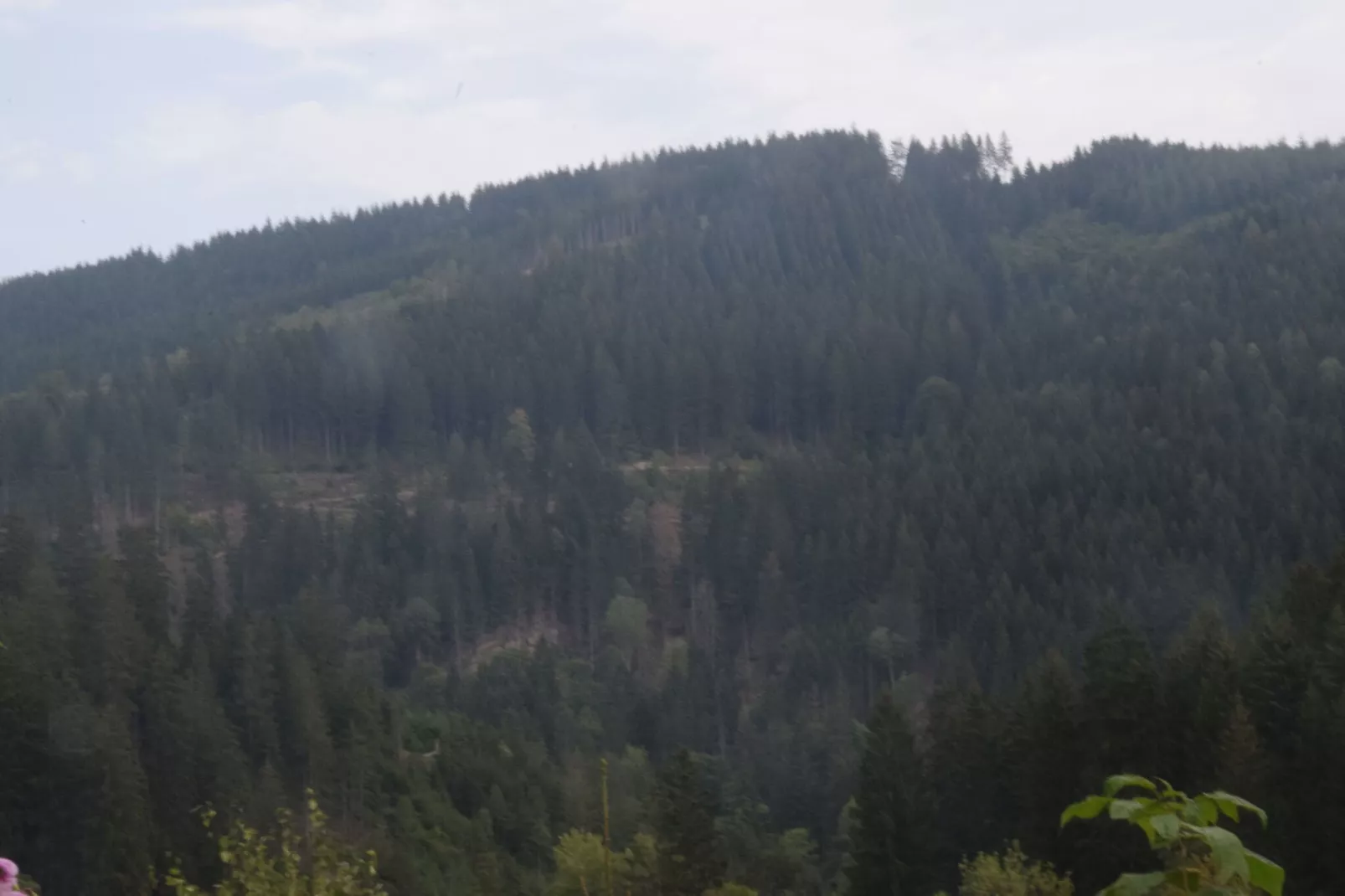 Ferienwohnung Sonne in Harz-Areas summer 1km