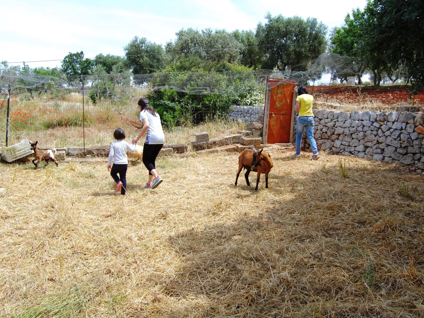 ARANCIONE-Image-tags.info