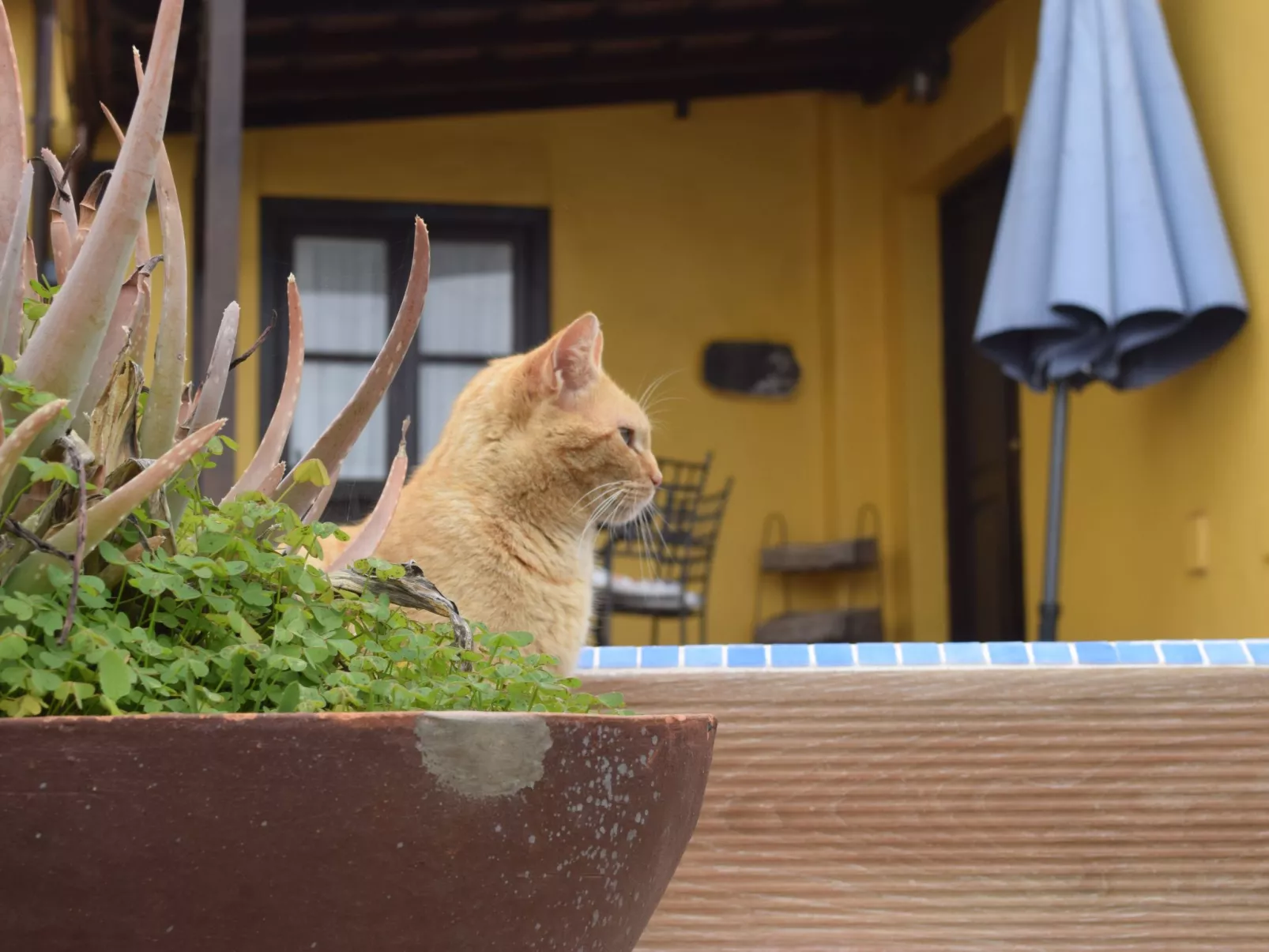 Mit Schwimmbad nur für Erwachsene-Draußen