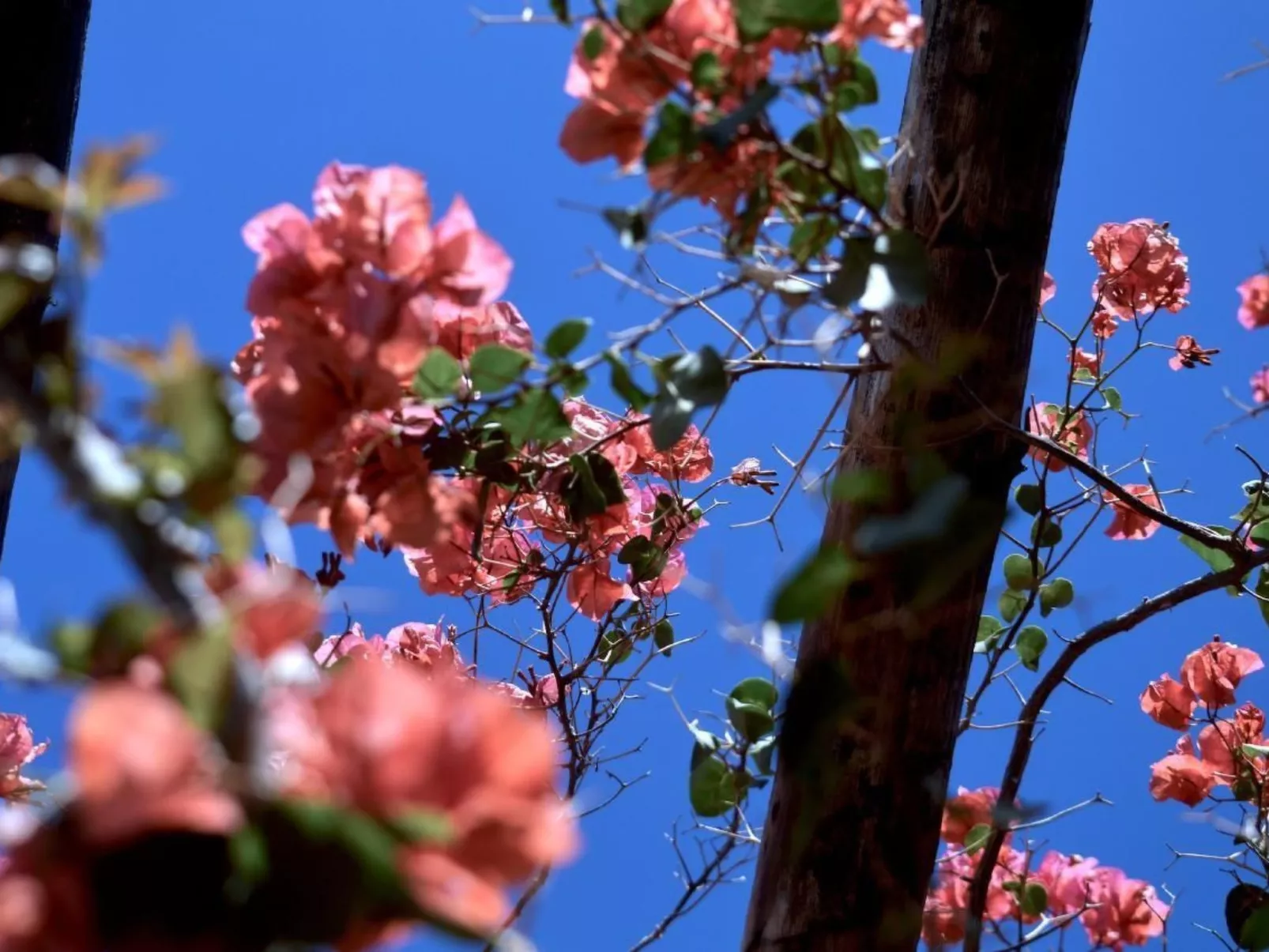 Lavastein-Bauernhaus Yazmina mit schönem Garten-Outside